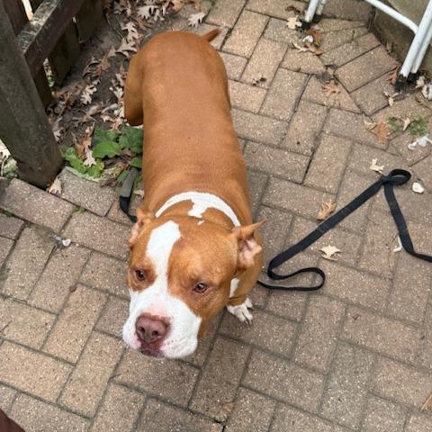 Chapo - Home to Home, a Adoptable Pit Bull Terrier in South Elgin, IL image 2/4