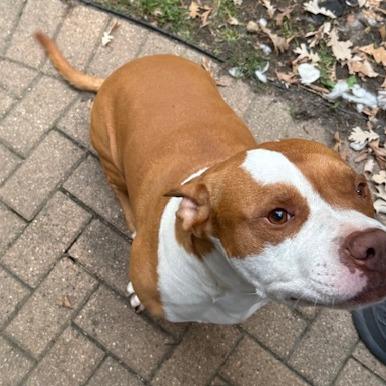 Chapo - Home to Home, a Adoptable Pit Bull Terrier in South Elgin, IL image 3/4
