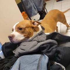 Chapo - Home to Home, a Adoptable Pit Bull Terrier in South Elgin, IL image 4/4