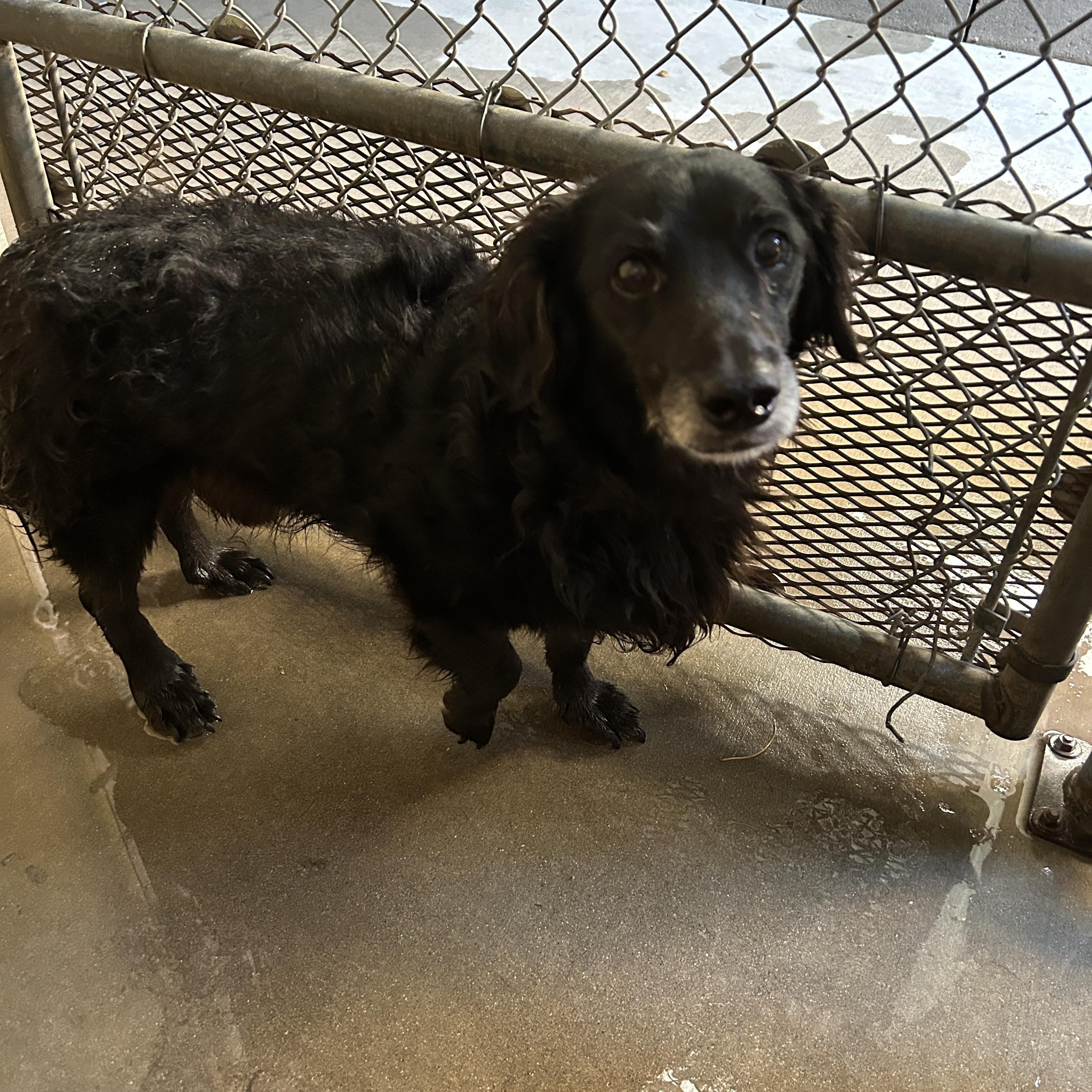 Winston, an adoptable Dachshund (Long Haired) in Parker, AZ, 85344 | Photo Image 1