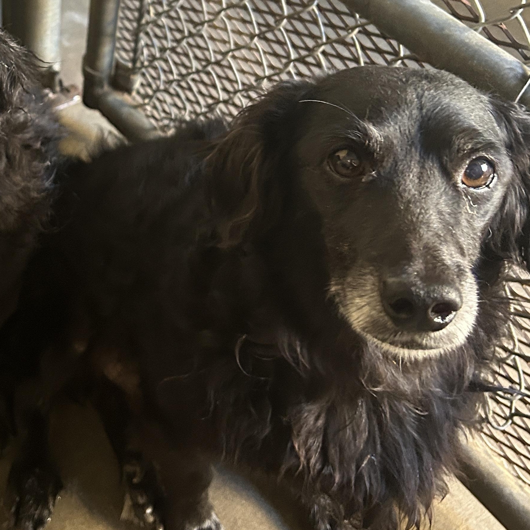 Winston, an adoptable Dachshund (Long Haired) in Parker, AZ, 85344 | Photo Image 2