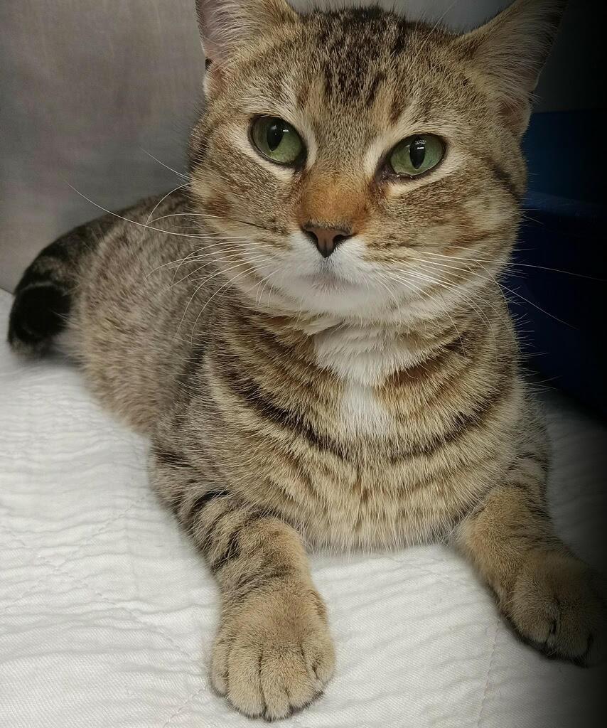Ella, an adoptable Tabby in Little Falls, MN, 56345 | Photo Image 1