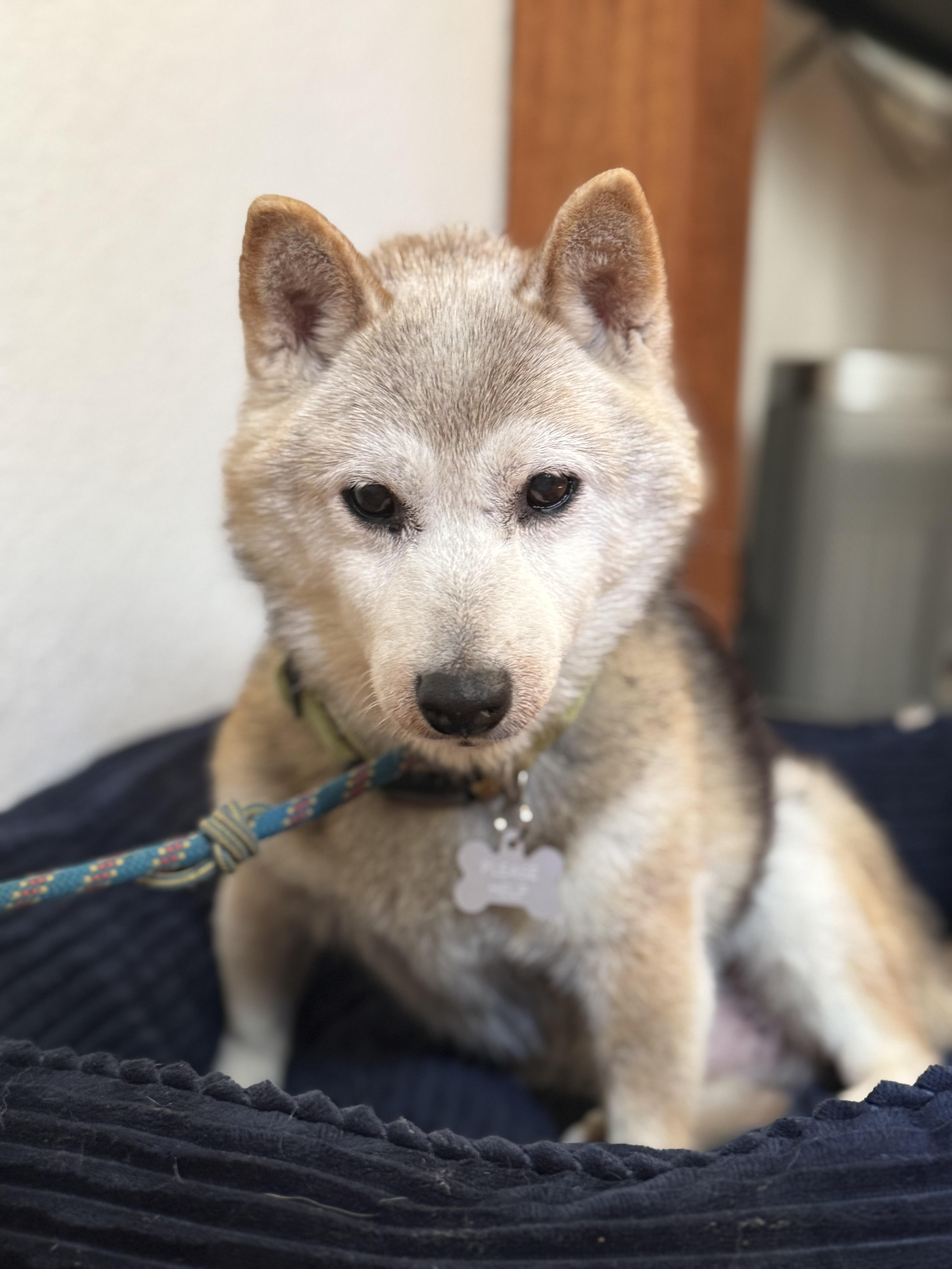 Auntie, Adopted, Senior Female Shiba Inu.
