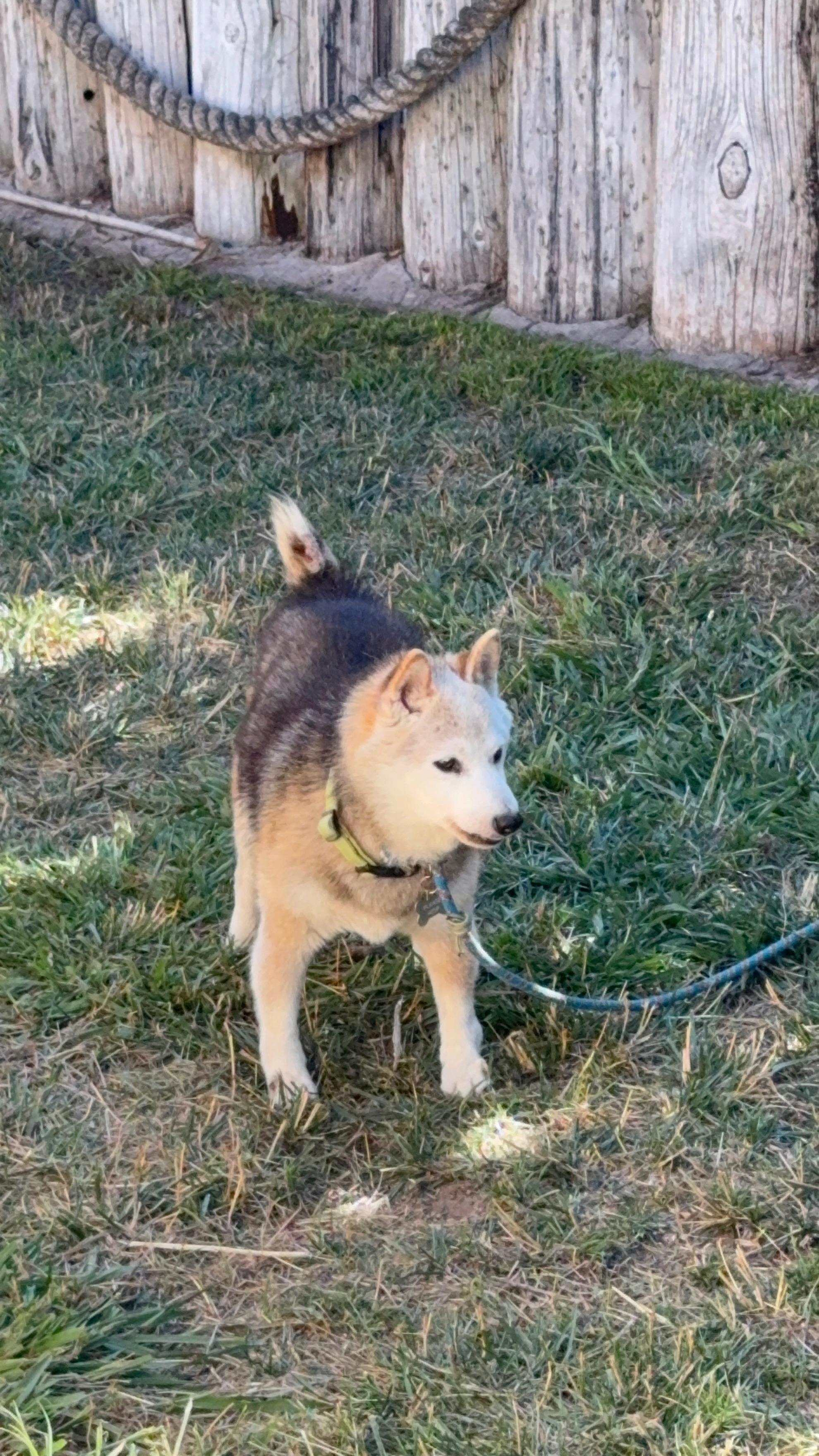 Enlarge Auntie, a Adopted Shiba Inu in Santa Maria, CA image 2/2