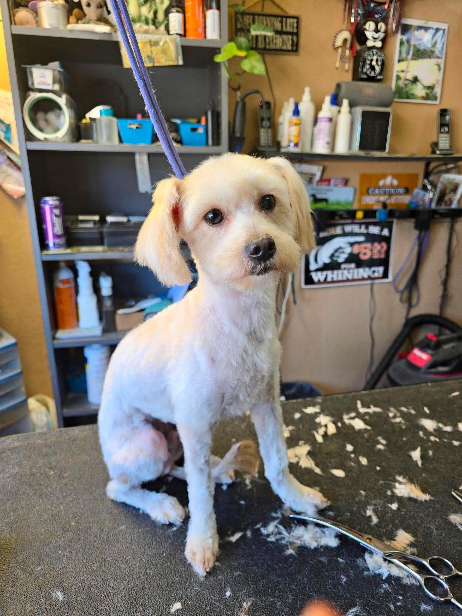 Grogu, an adoptable mixed breed in Roseburg, OR image 4/6