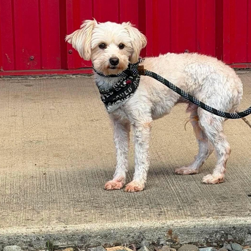 Grogu, an adoptable mixed breed in Roseburg, OR image 1/6