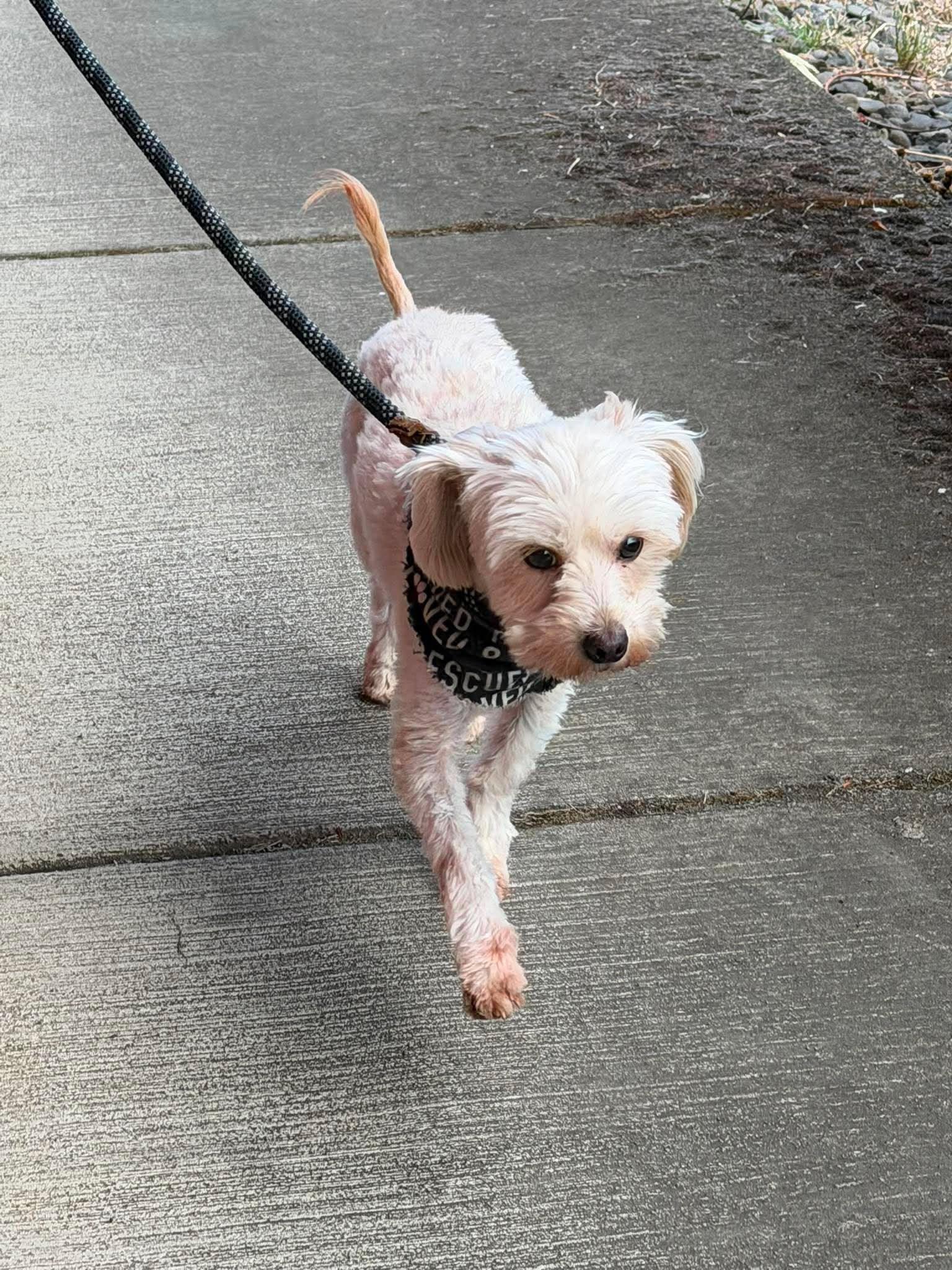 Grogu, an adoptable mixed breed in Roseburg, OR image 5/6