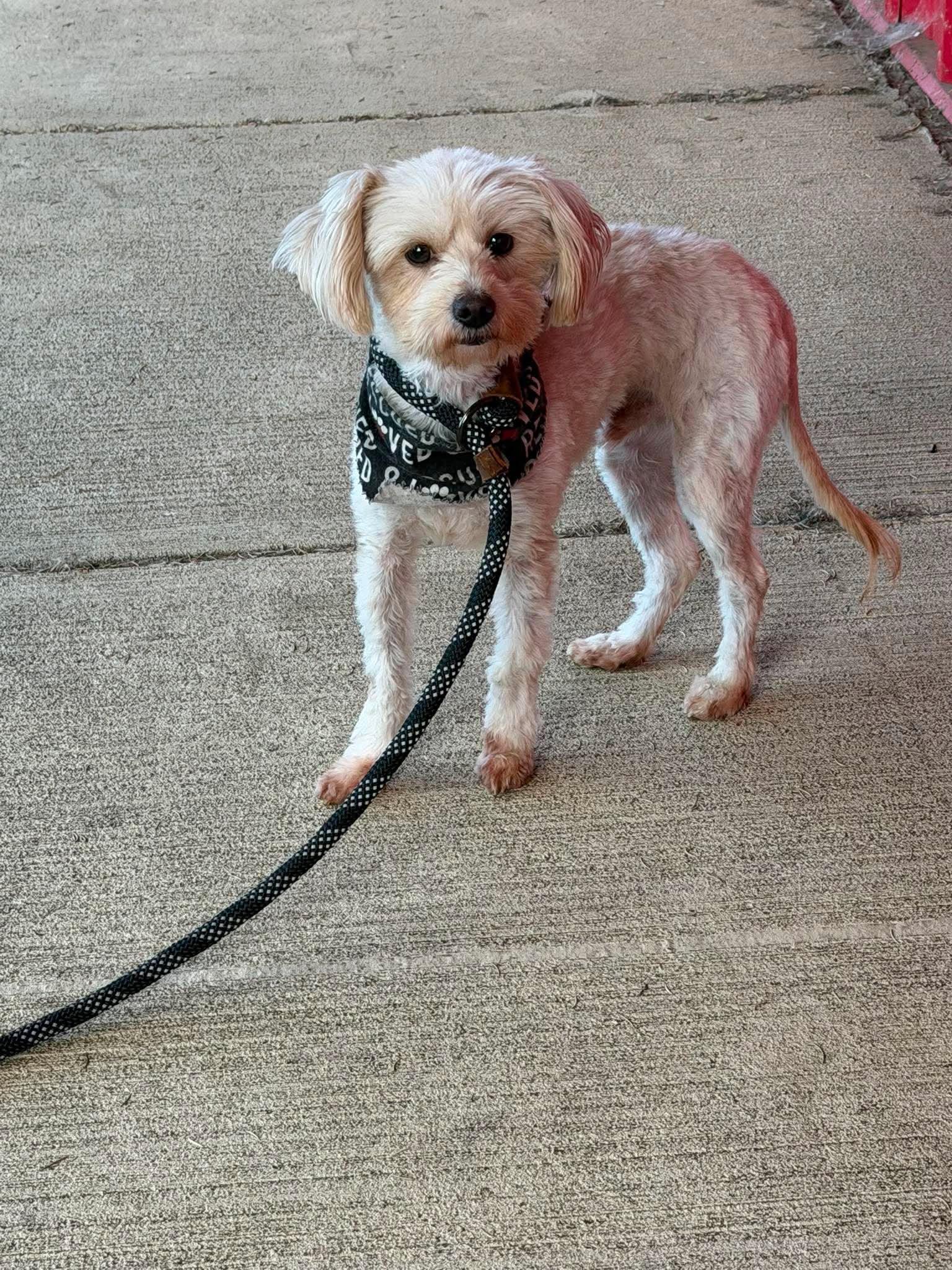 Grogu, an adoptable mixed breed in Roseburg, OR image 2/6