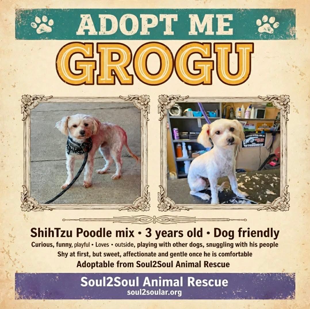 Enlarge Grogu, an adoptable mixed breed in Roseburg, OR image 1/6