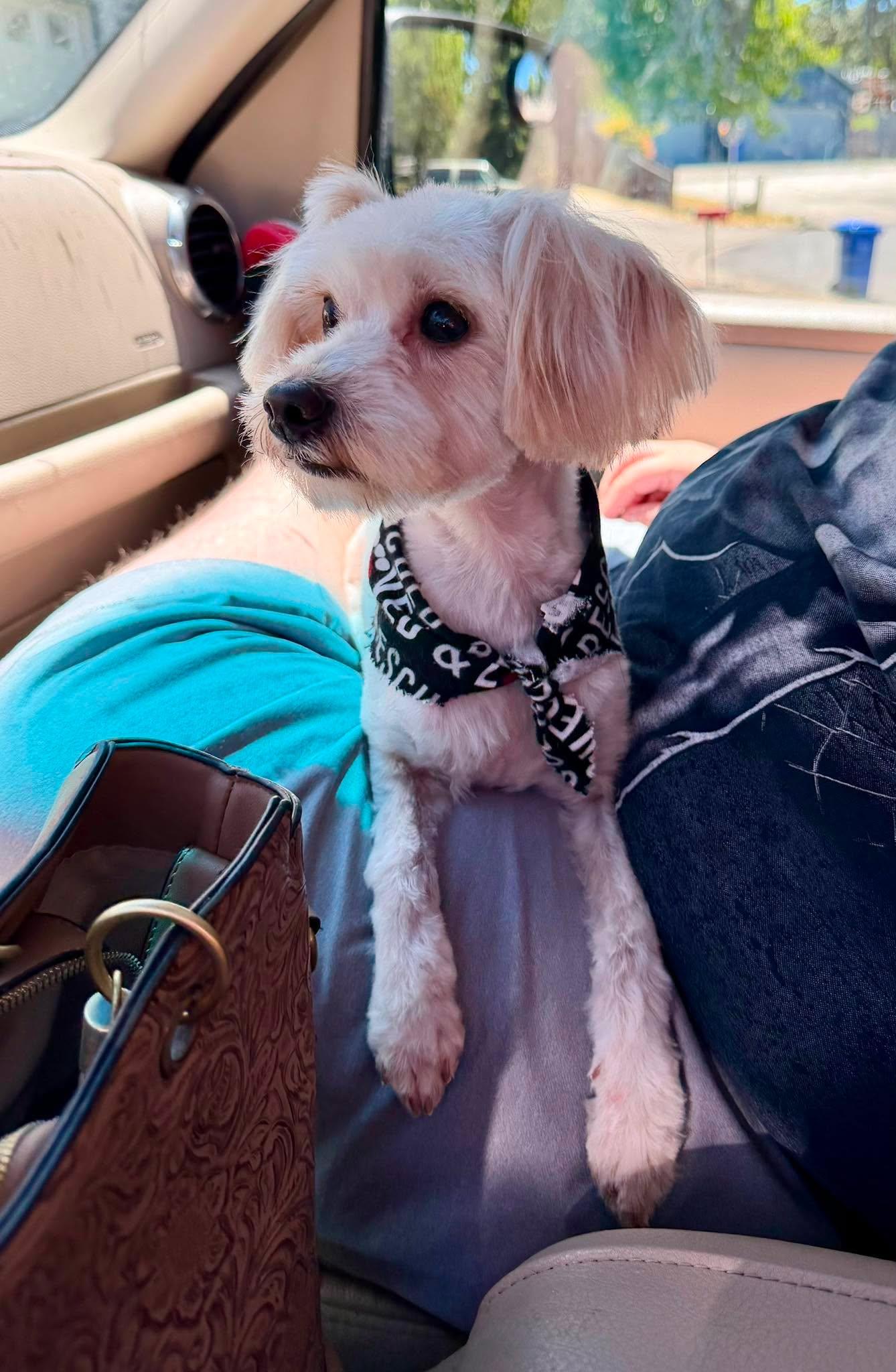 Grogu, an adoptable mixed breed in Roseburg, OR image 6/6