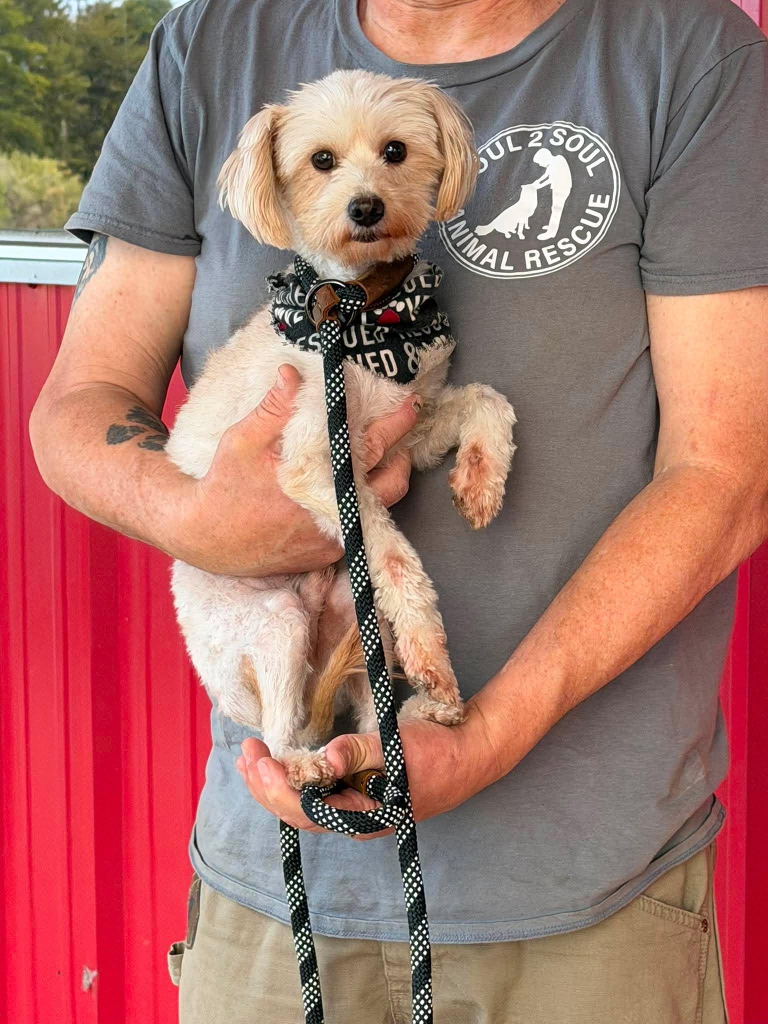 Grogu, an adoptable mixed breed in Roseburg, OR image 3/6