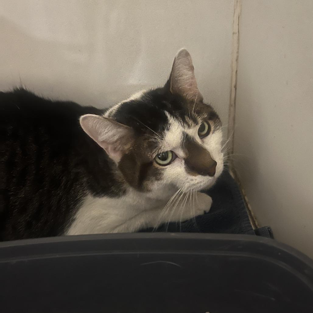 Felix, Adoptable, Adult Male Domestic Short Hair.