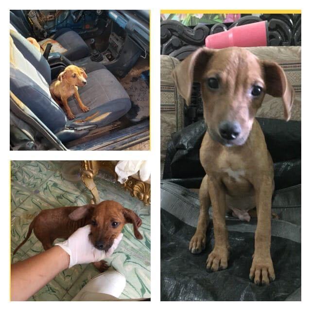 Roñas, Adoptable, Young Male Black Mouth Cur.