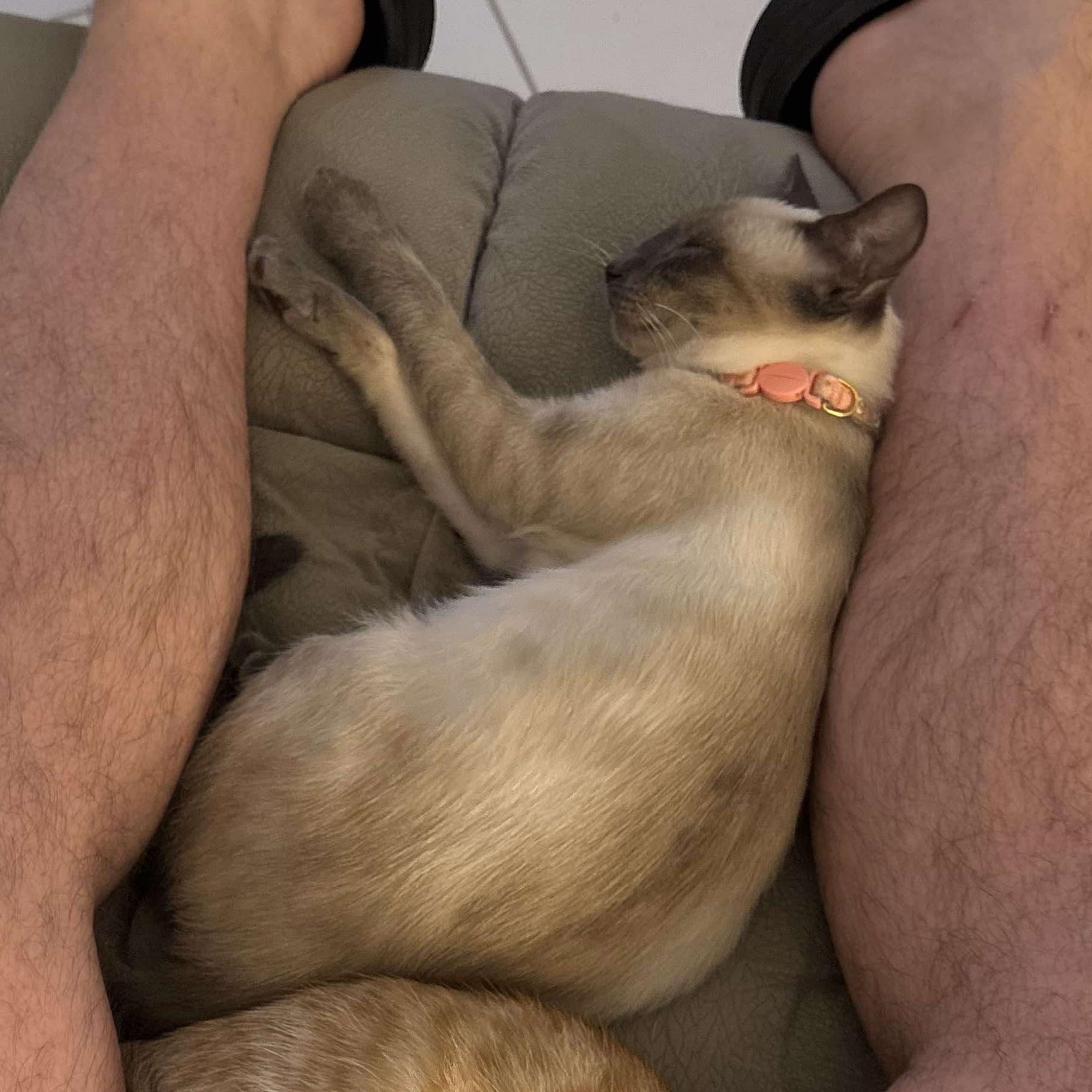 Willow, Adopted, Kitten Female Siamese.