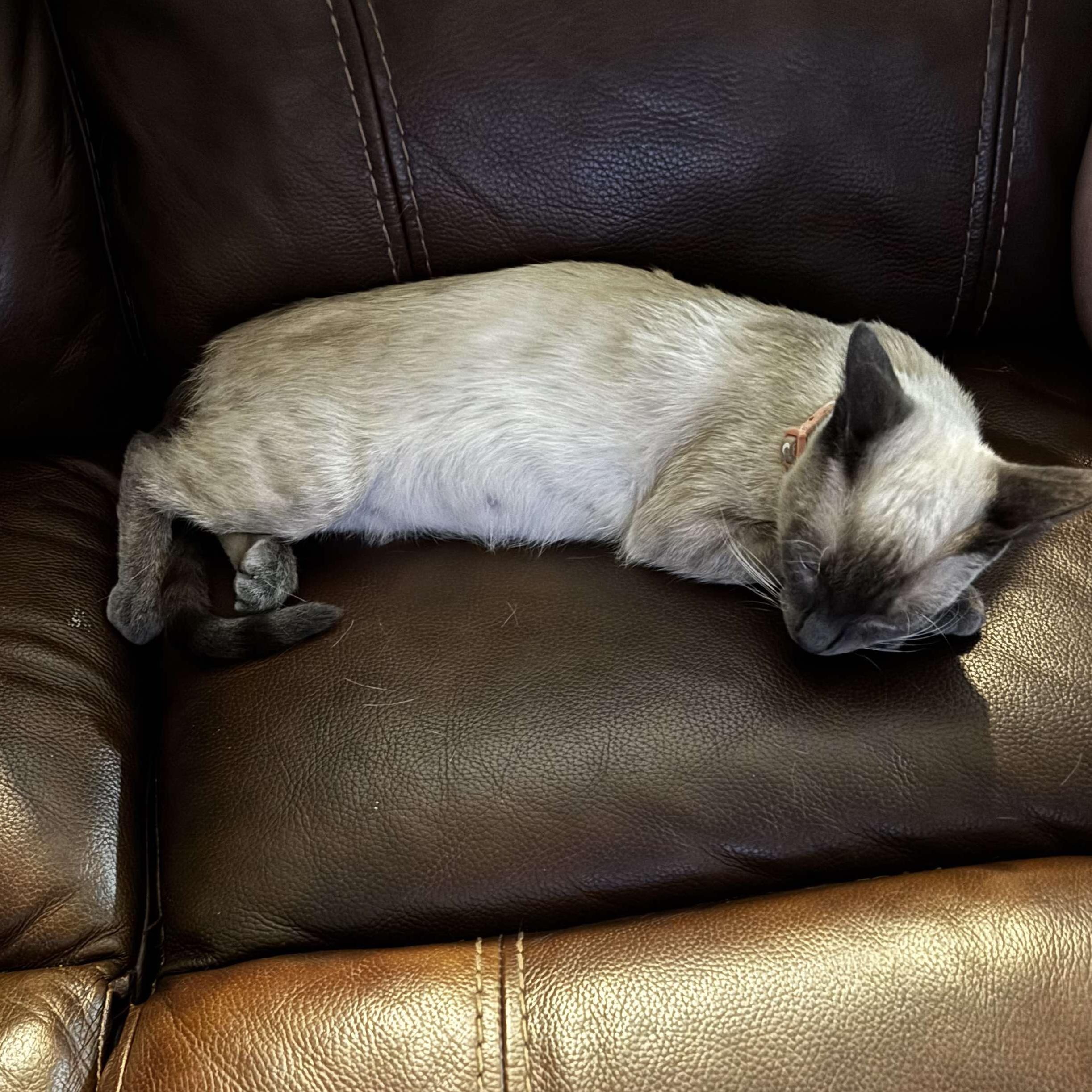 Enlarge Willow, a Adopted Siamese in Citra, FL image 2/6