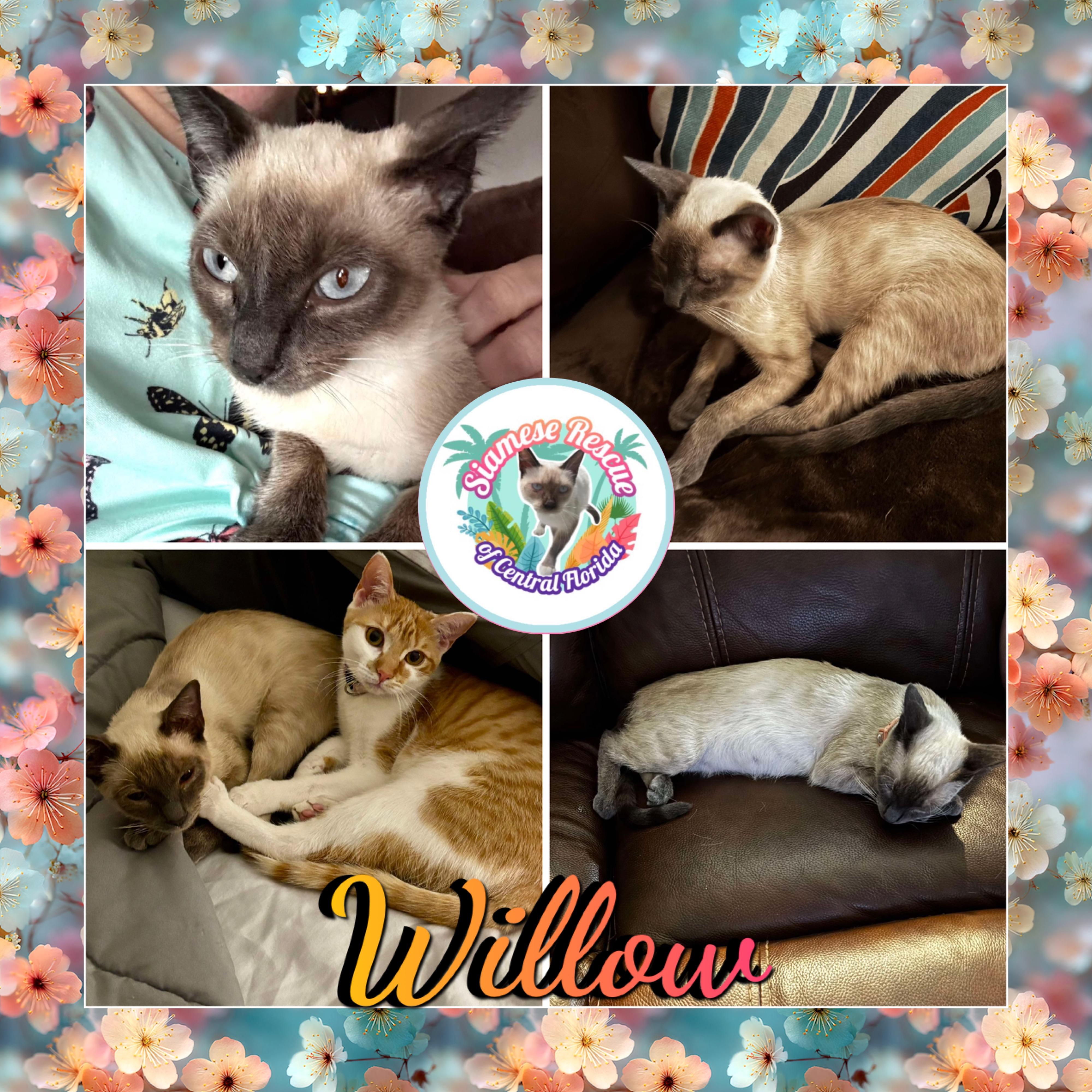 Enlarge Willow, a Adopted Siamese in Citra, FL image 4/6