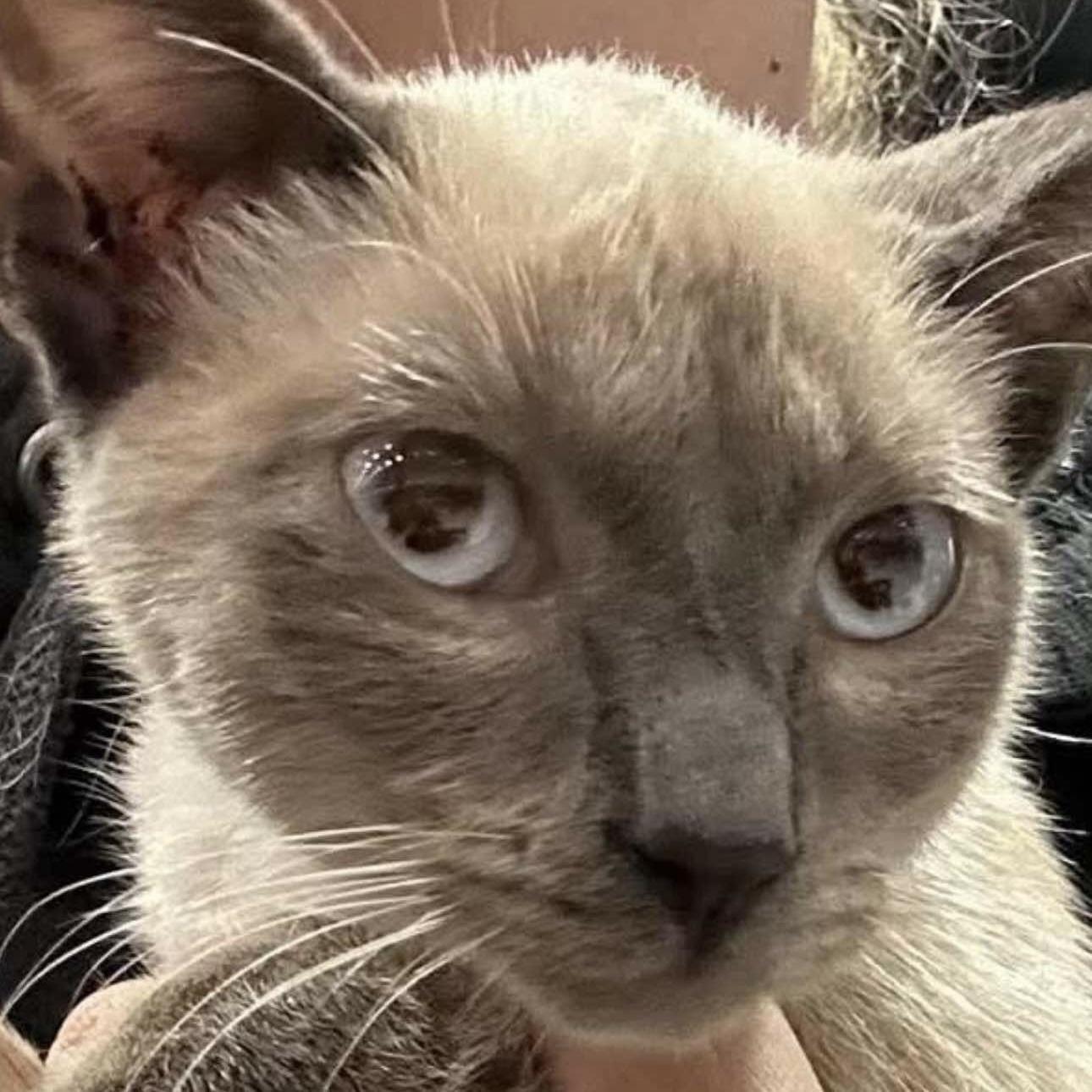 Enlarge Willow, a Adopted Siamese in Citra, FL image 5/6