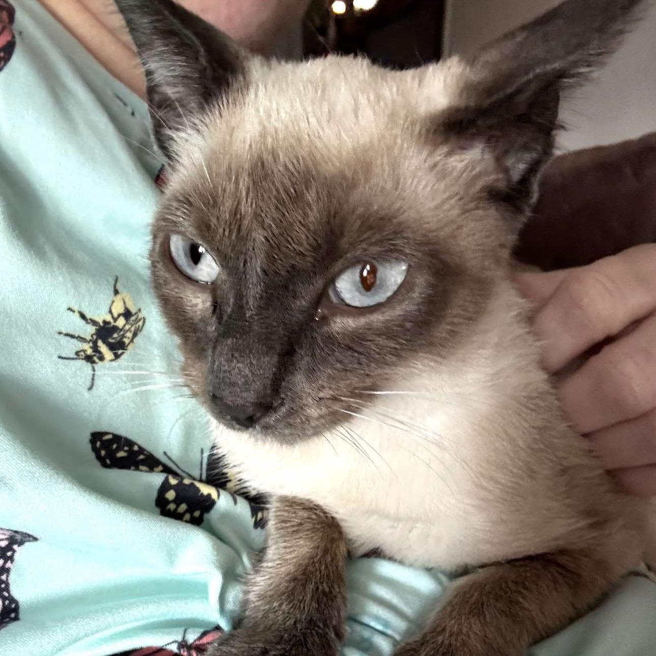 Enlarge Willow, a Adopted Siamese in Citra, FL image 6/6