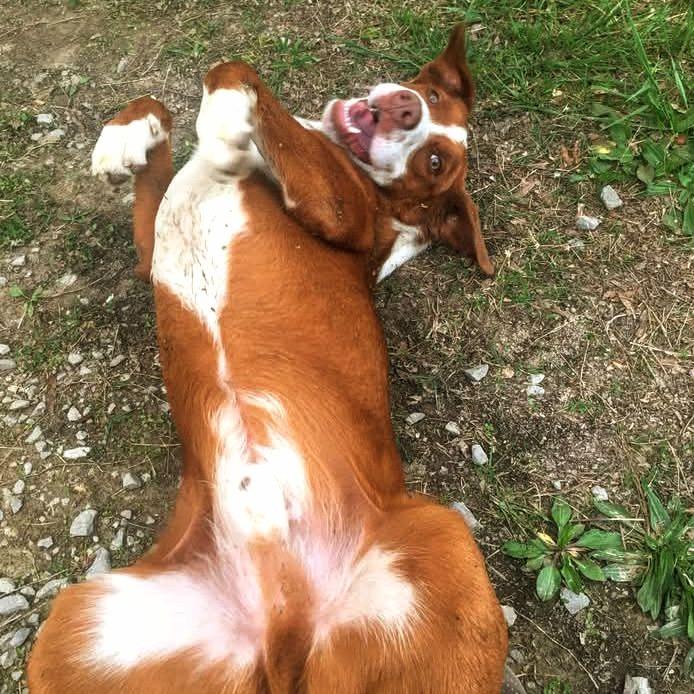 Clifford, a Adoptable Mixed Breed in Rossville, GA image 2/3