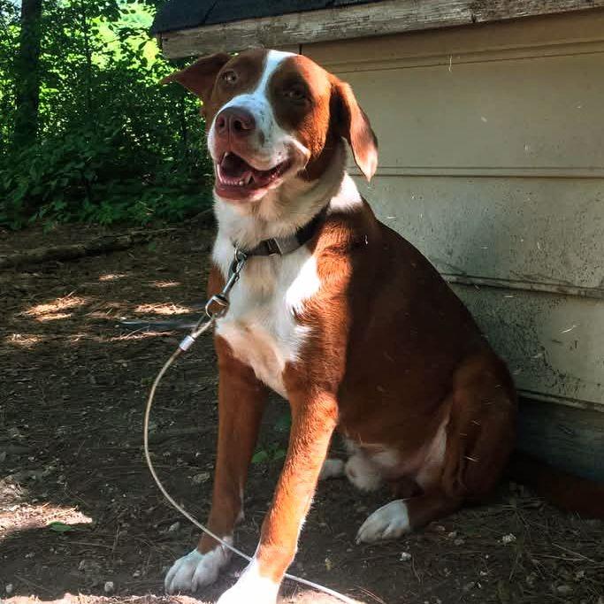 Clifford, a Adoptable Mixed Breed in Rossville, GA image 3/3