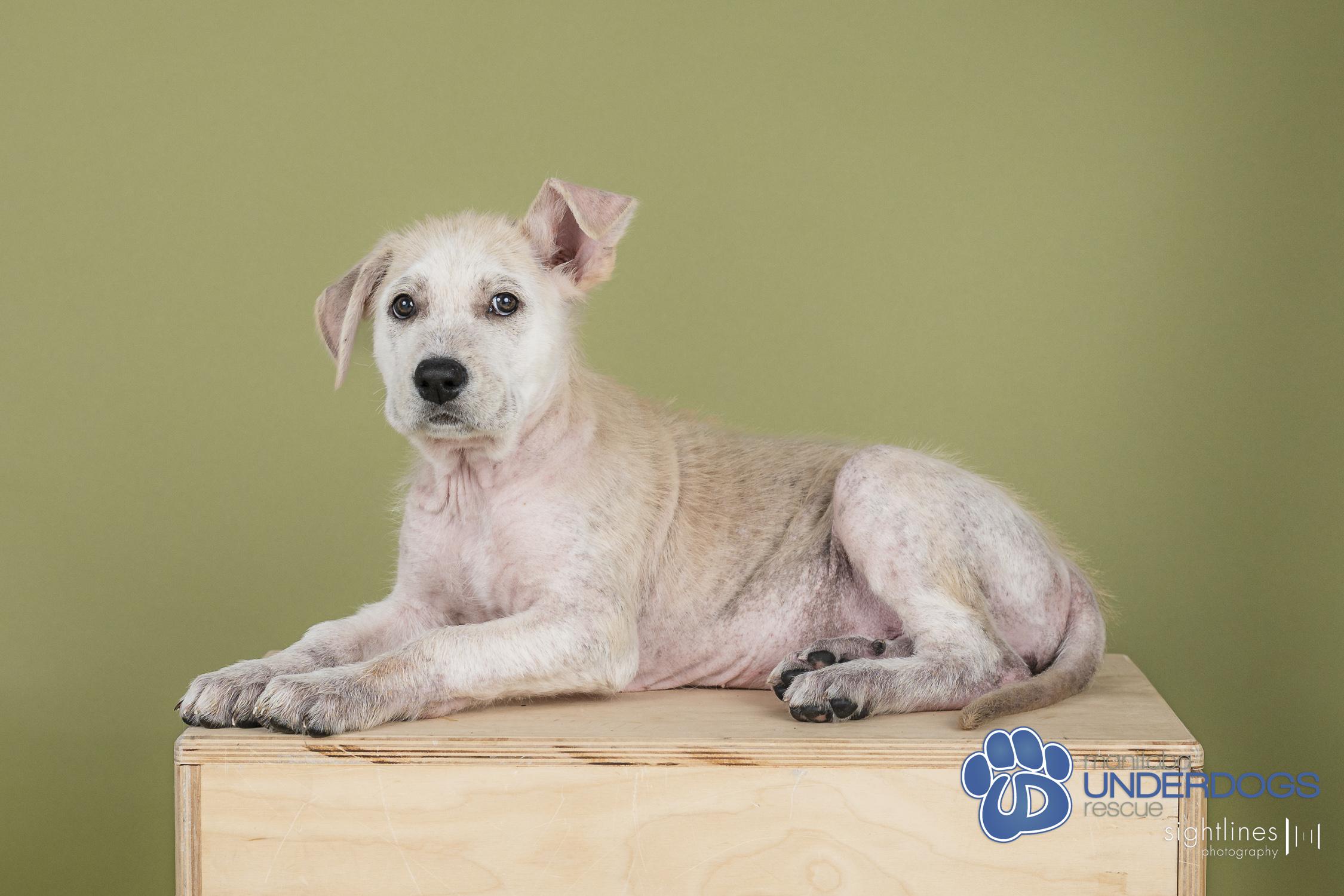 Zucchini, a Adoptable mixed breed in Winnipeg, MB image 3/4