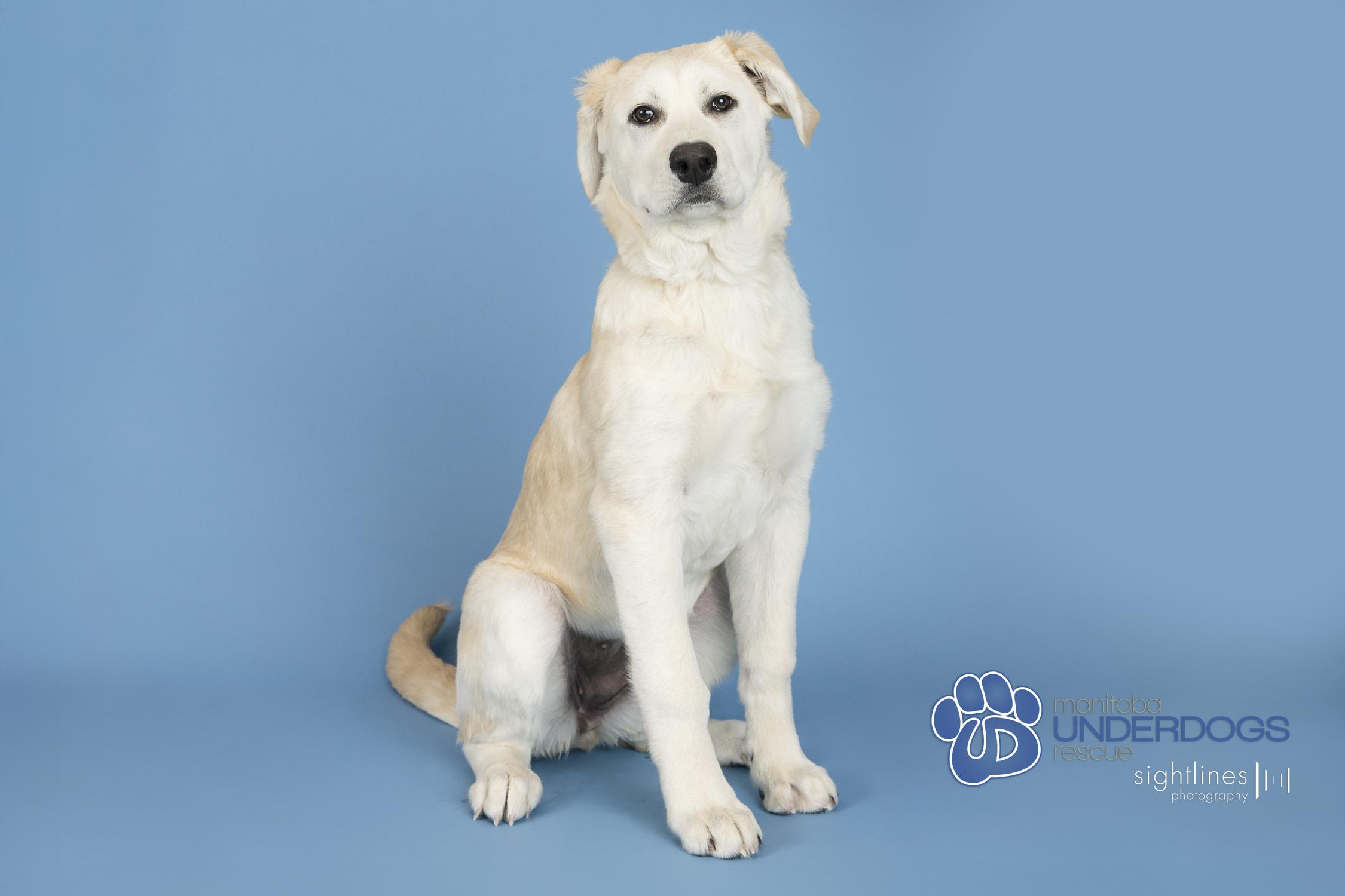 Zucchini, Adoptable, Puppy Female Husky.