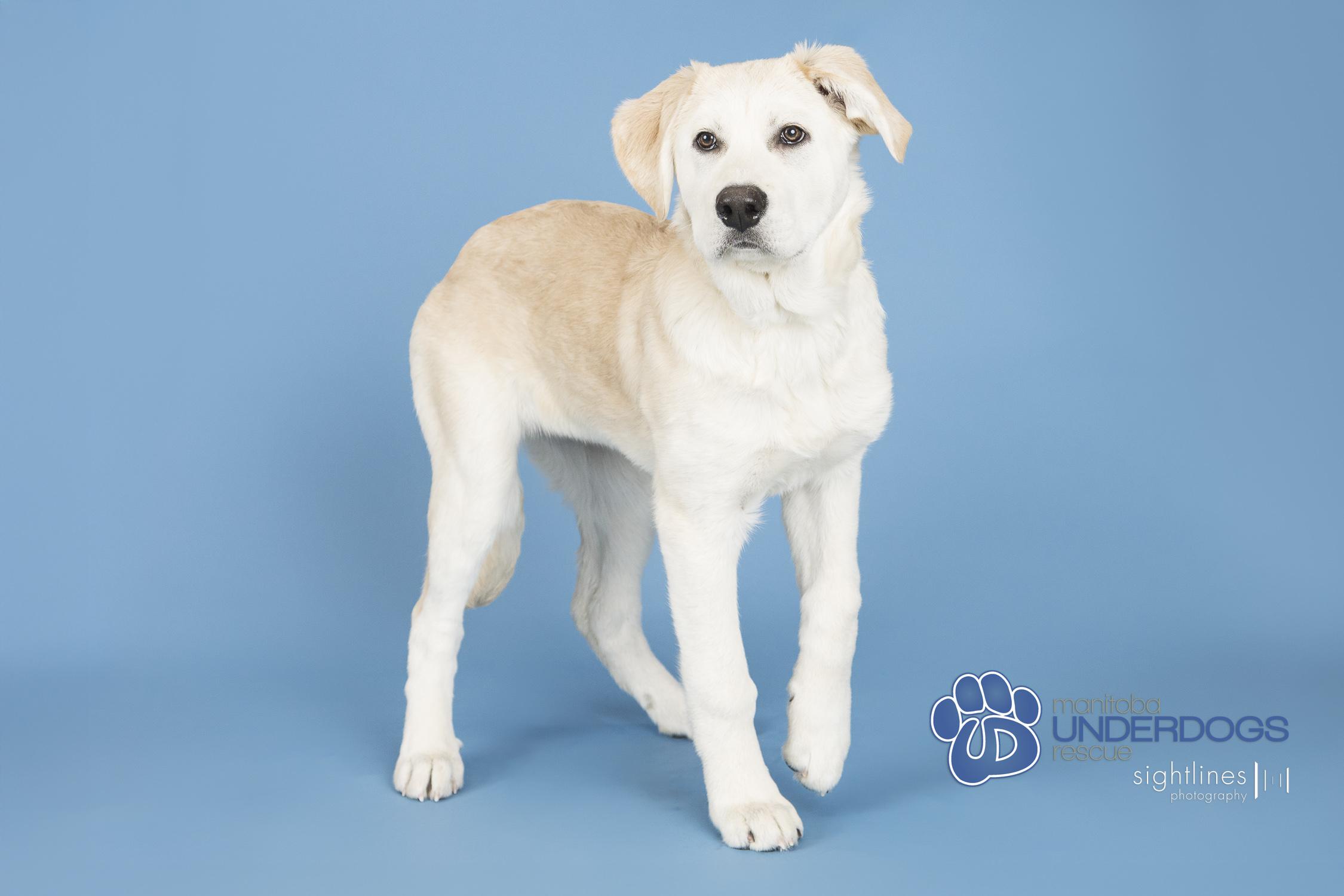 Enlarge Zucchini, a Adoptable mixed breed in Winnipeg, MB image 2/4