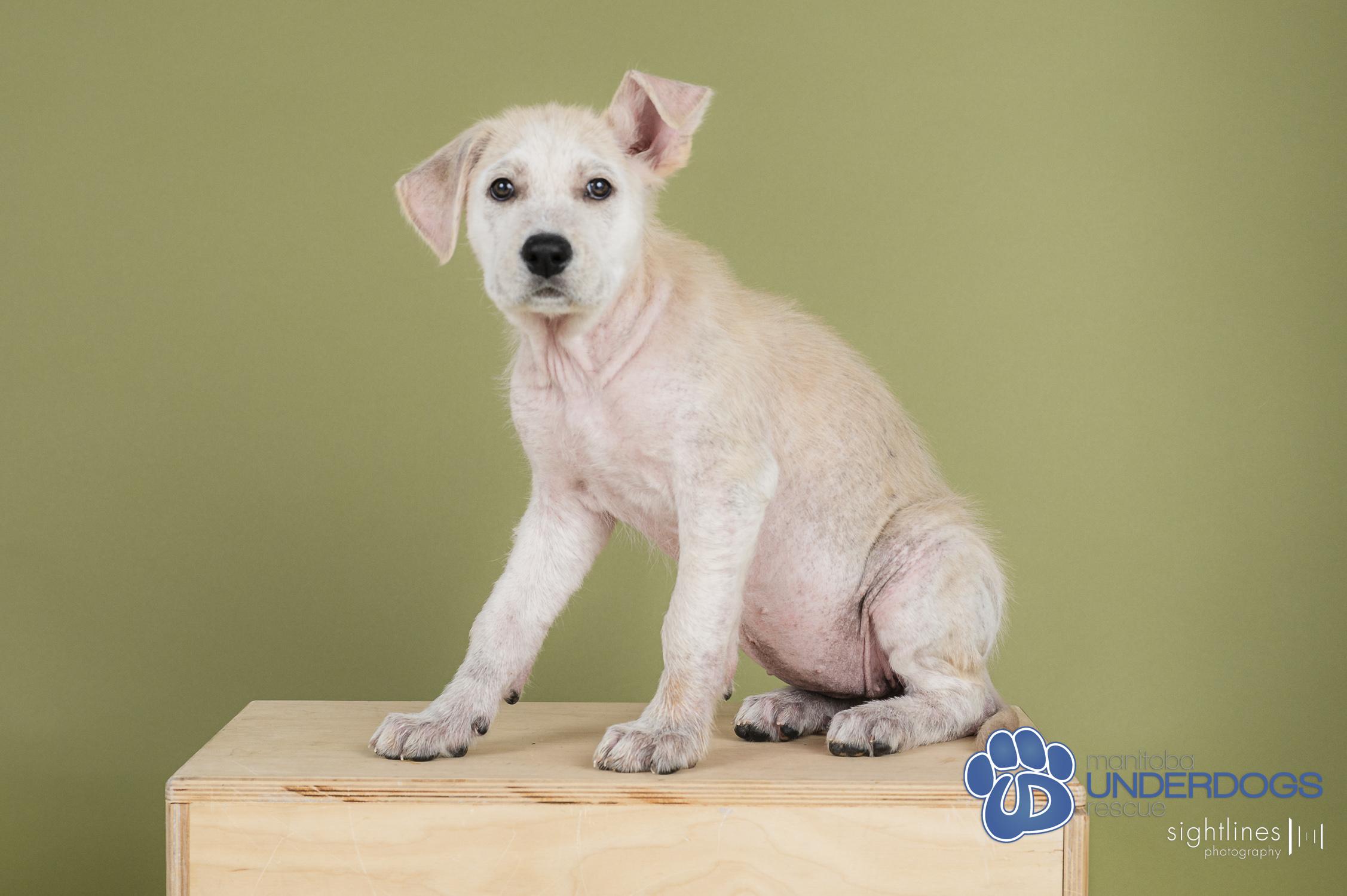Zucchini, a Adoptable mixed breed in Winnipeg, MB image 1/4