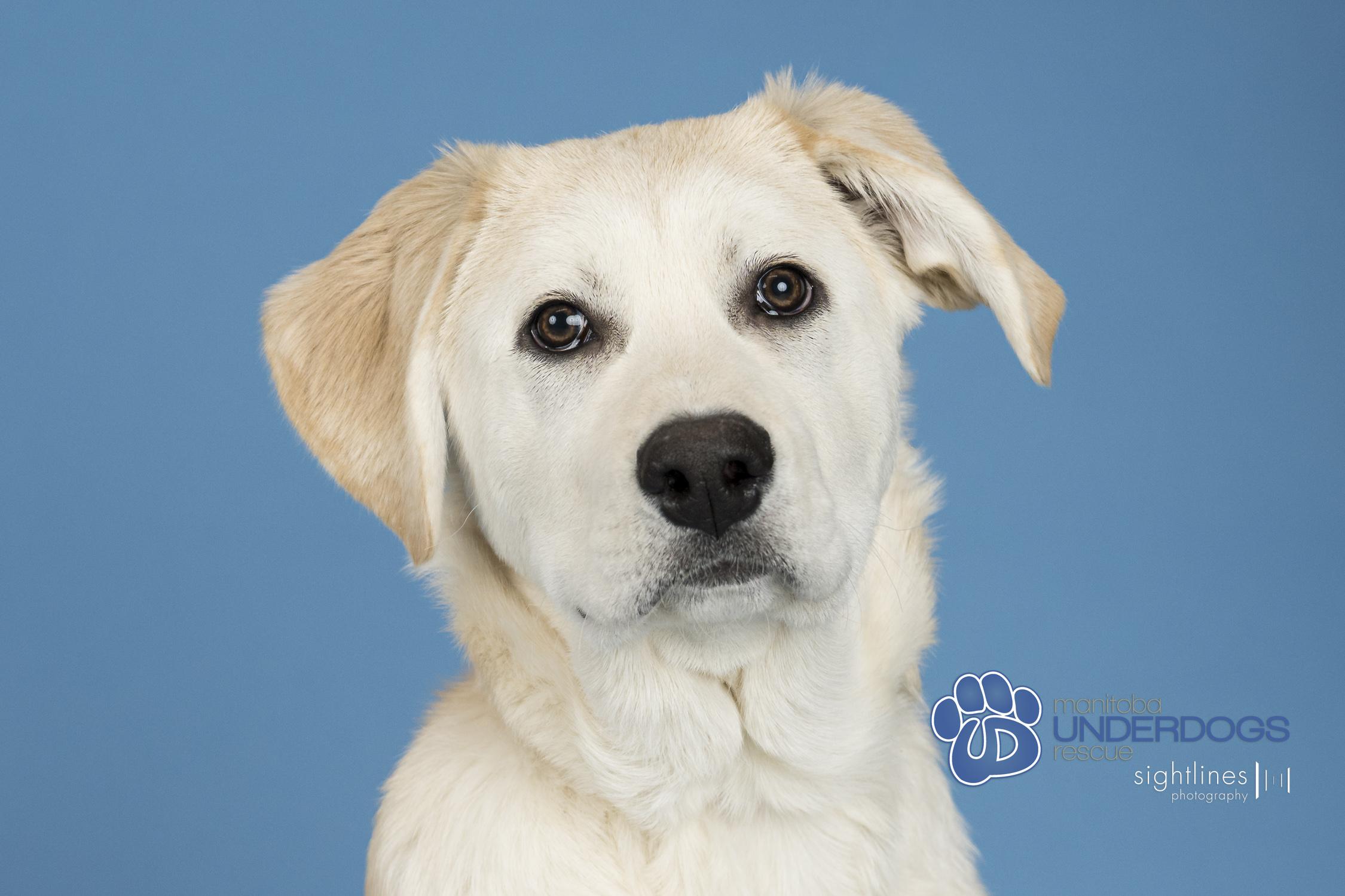 Enlarge Zucchini, a Adoptable mixed breed in Winnipeg, MB image 3/4