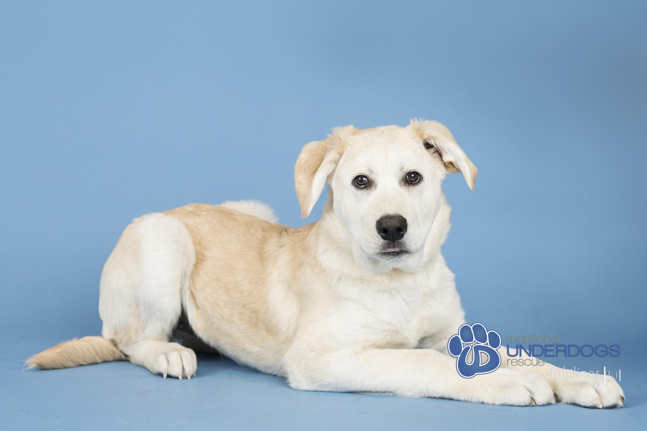 Enlarge Zucchini, a Adoptable mixed breed in Winnipeg, MB image 4/4