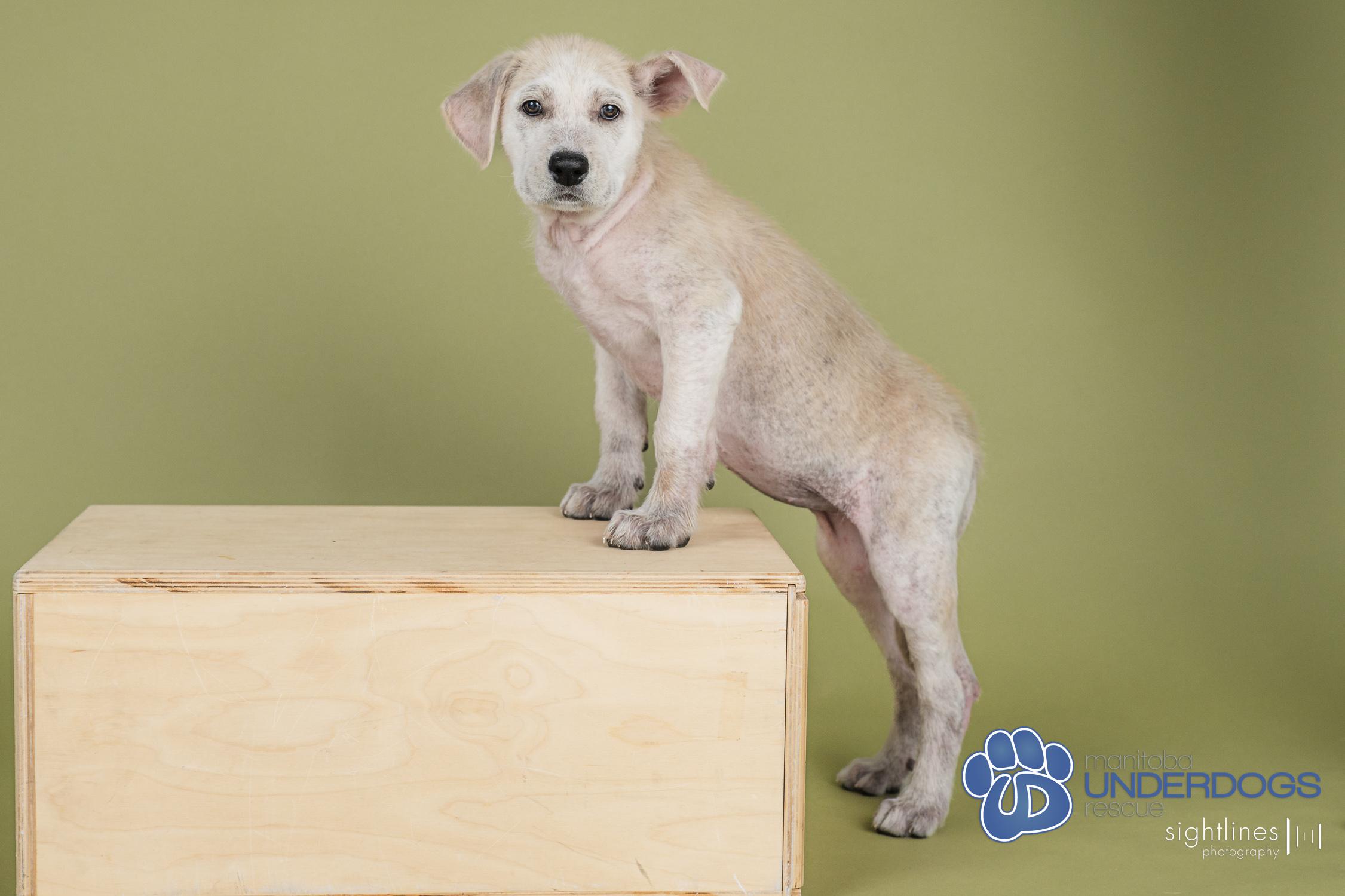 Zucchini, a Adoptable mixed breed in Winnipeg, MB image 2/4