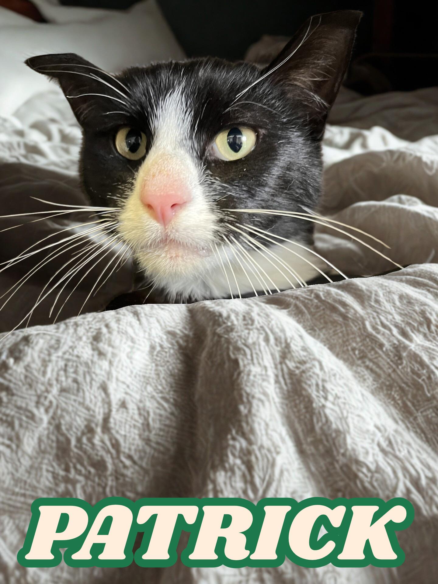 Patrick, ADOPTABLE, Adult Male Domestic Short Hair.