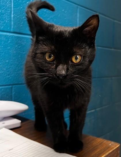 Vader, ADOPTABLE, Adult Male Domestic Short Hair.