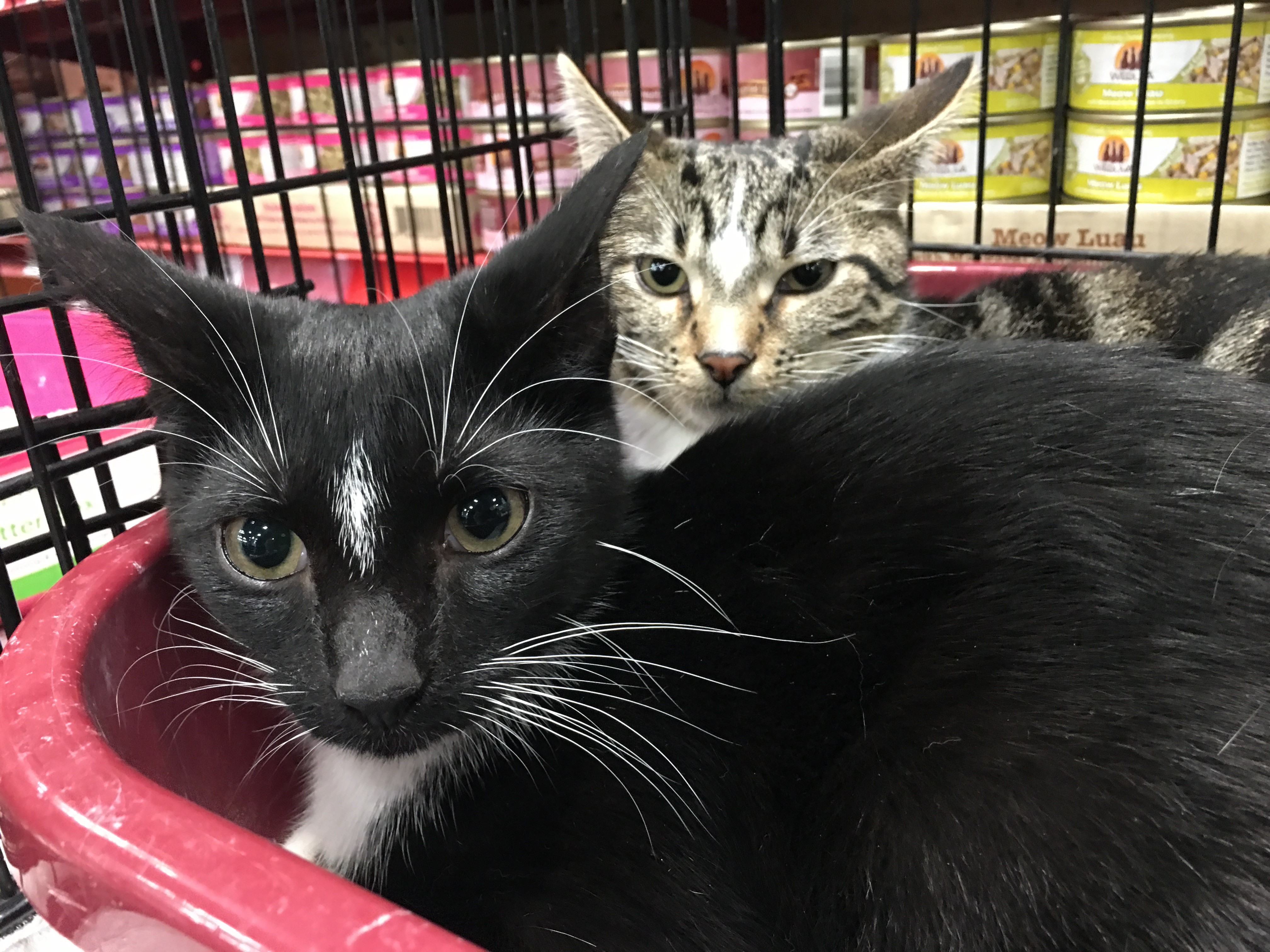 Cocoa, a Adoptable Domestic Short Hair in Whiting, IN image 1/4