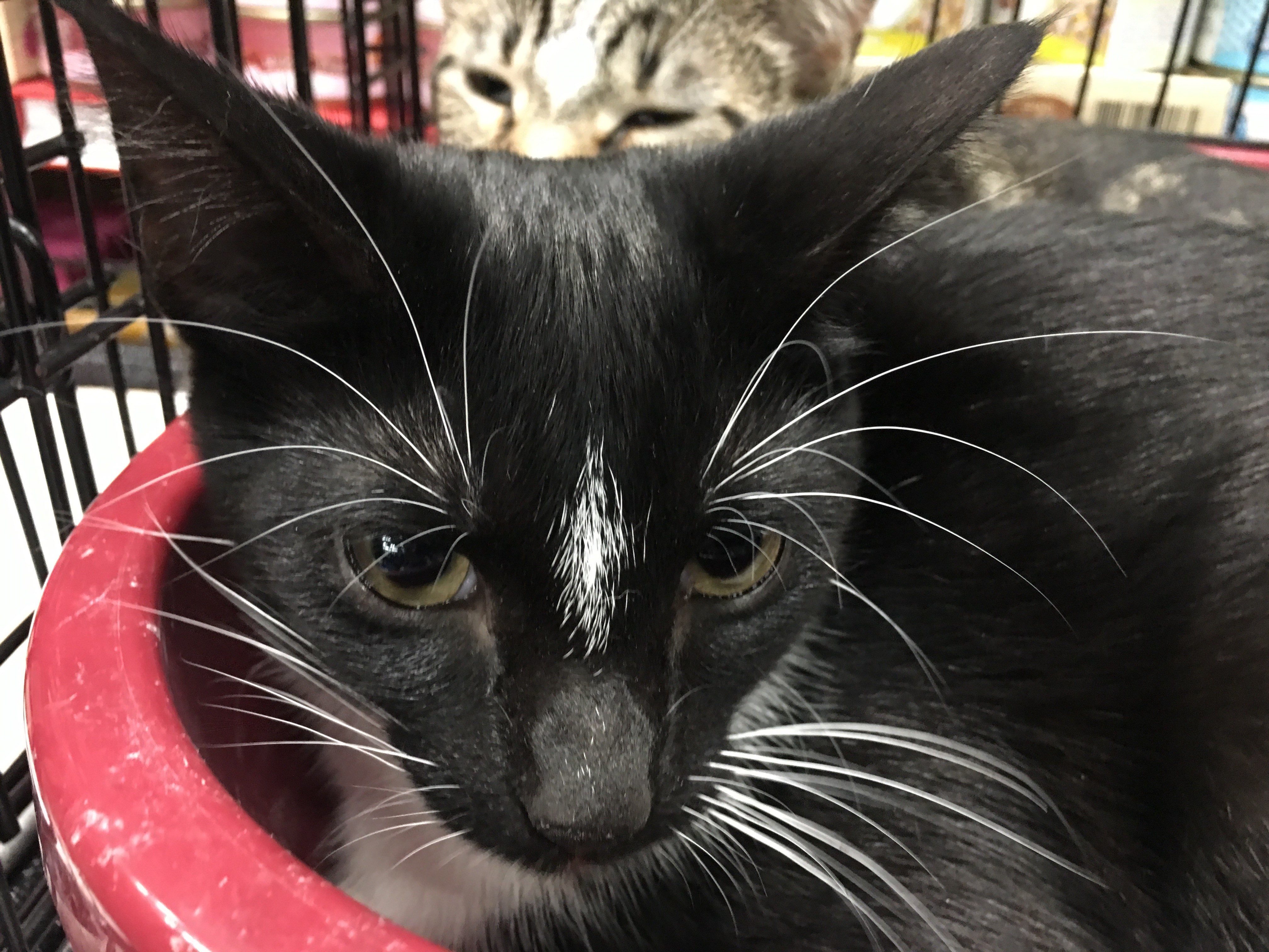 Cocoa, a Adoptable Domestic Short Hair in Whiting, IN image 2/4