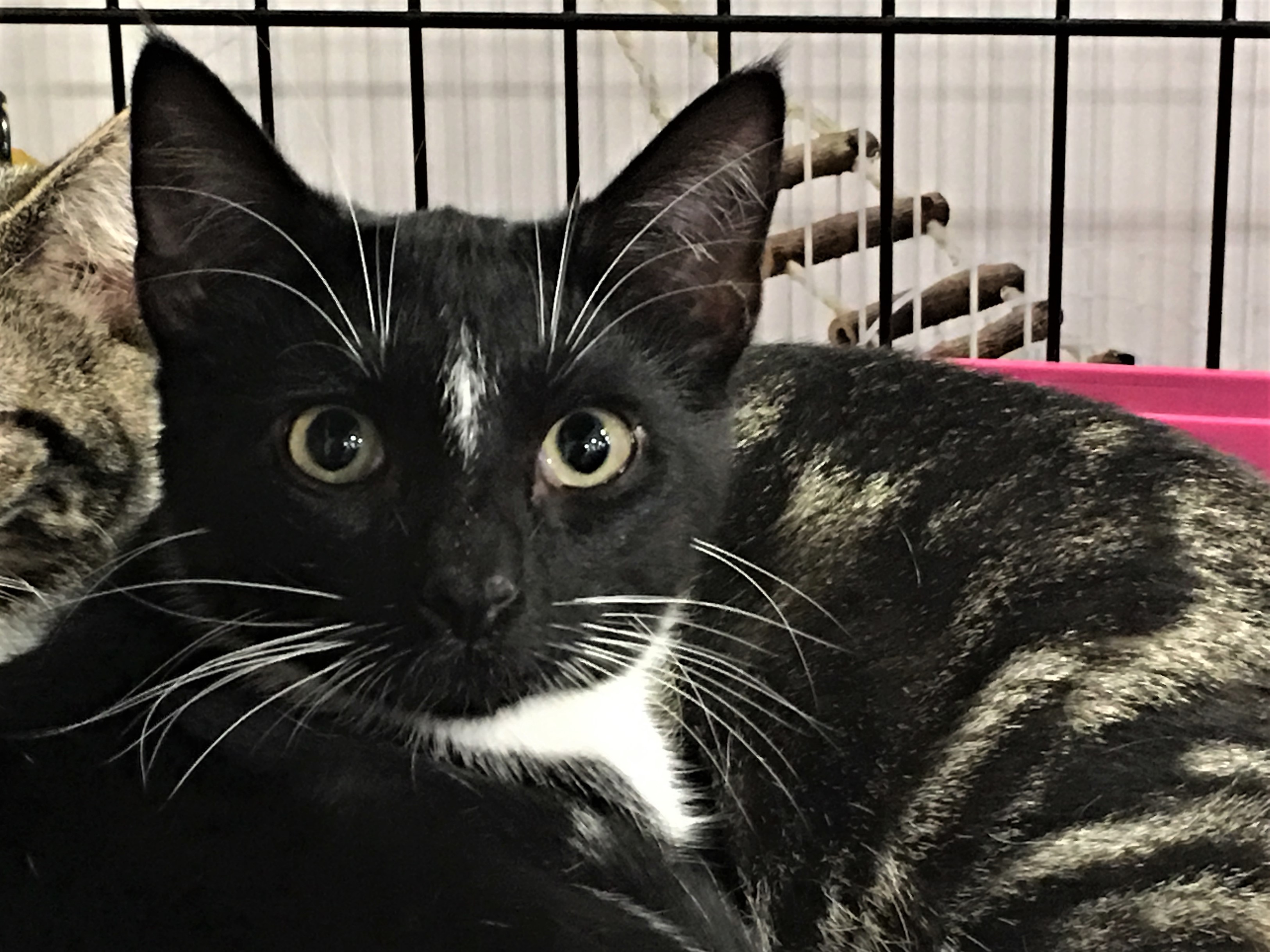 Cocoa, a Adoptable Domestic Short Hair in Whiting, IN image 3/4