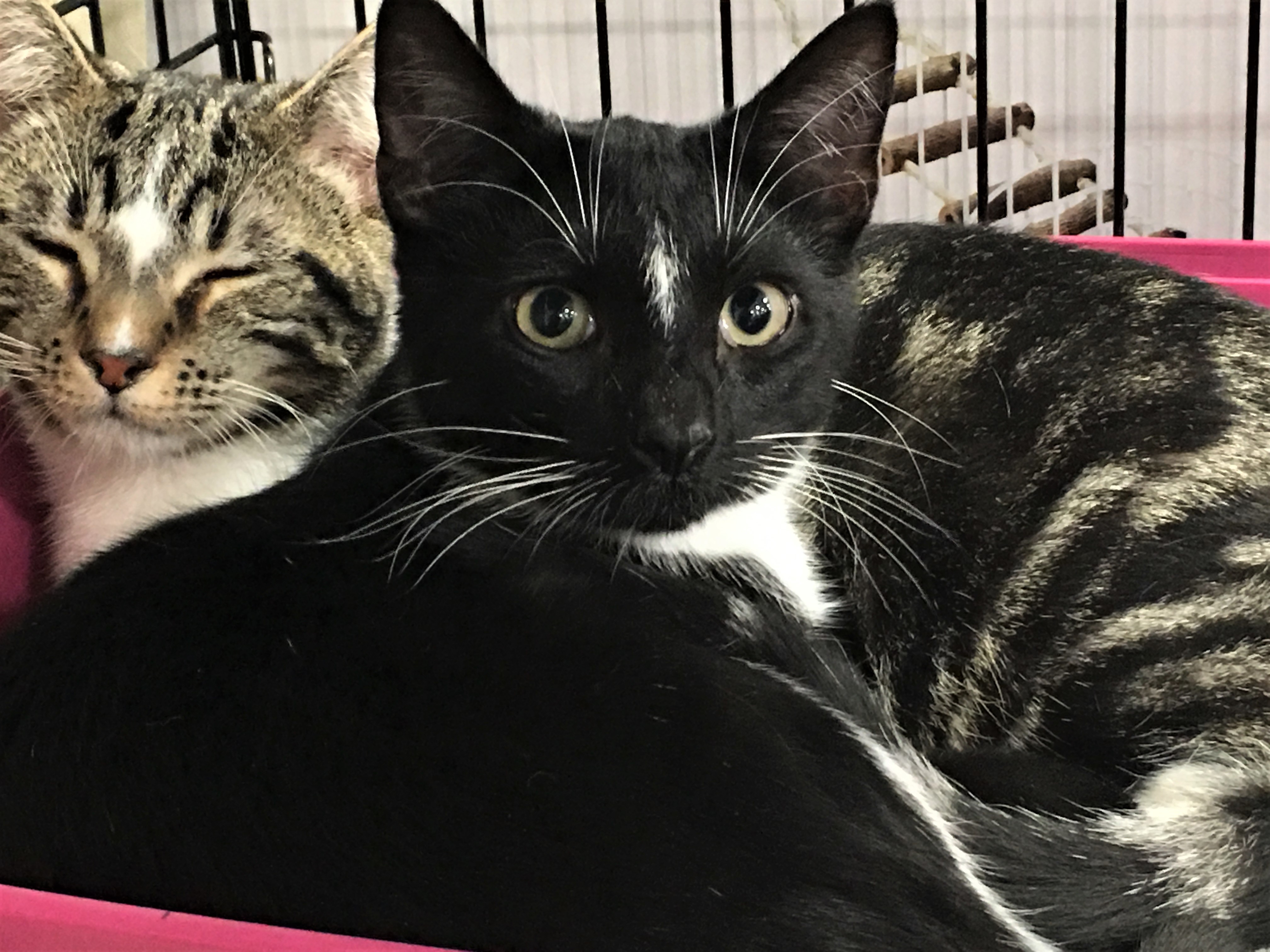 Cocoa, a Adoptable Domestic Short Hair in Whiting, IN image 4/4