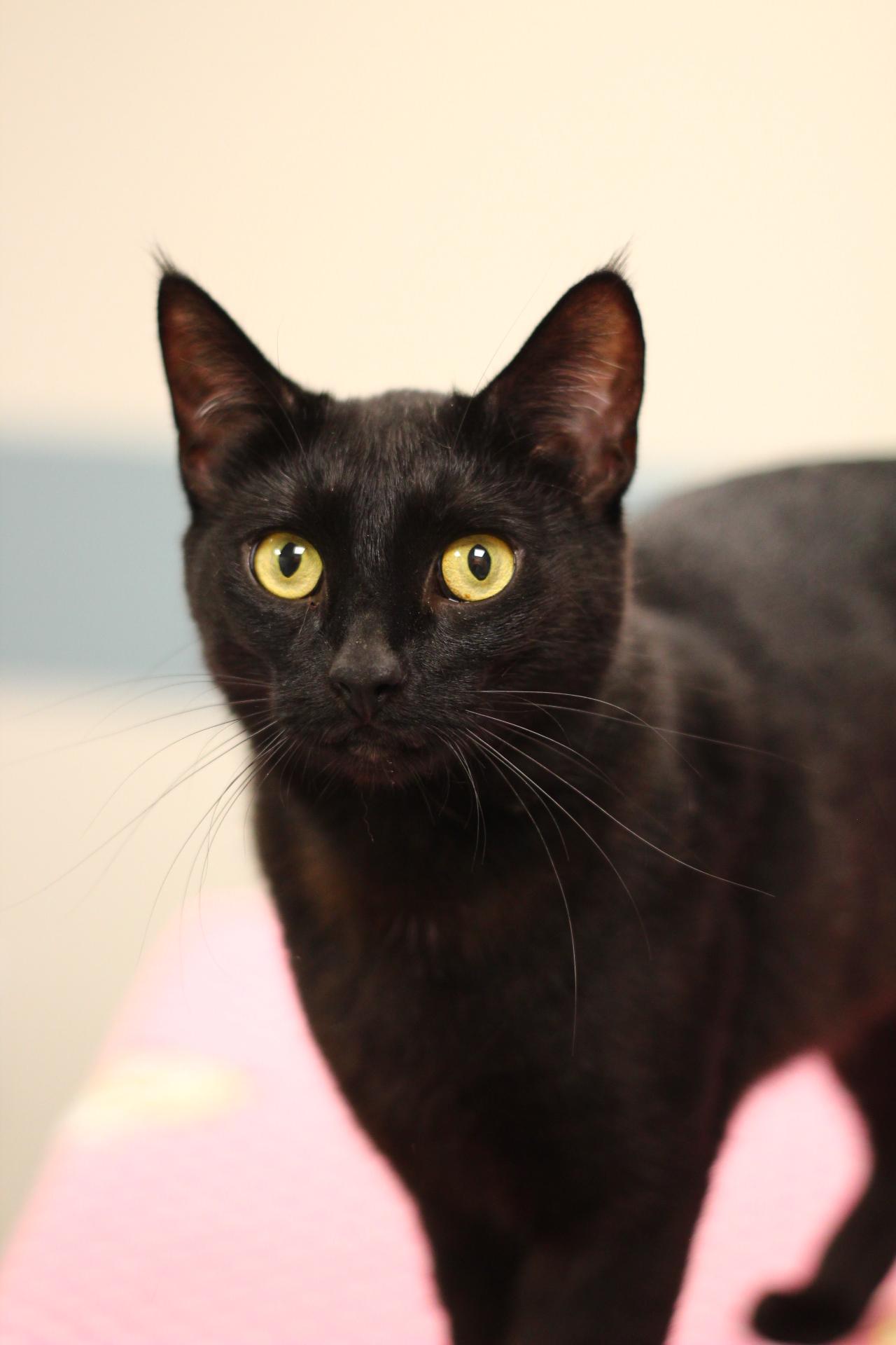 Celeste, Adoptable, Adult Female Domestic Short Hair.