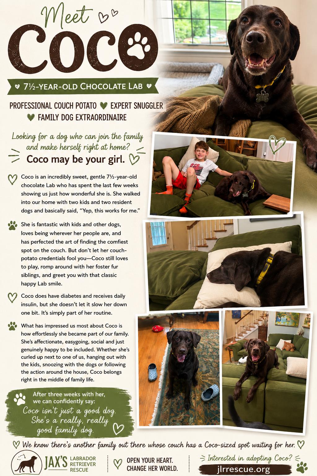 Coco, ADOPTABLE, Adult Female Chocolate Labrador Retriever.