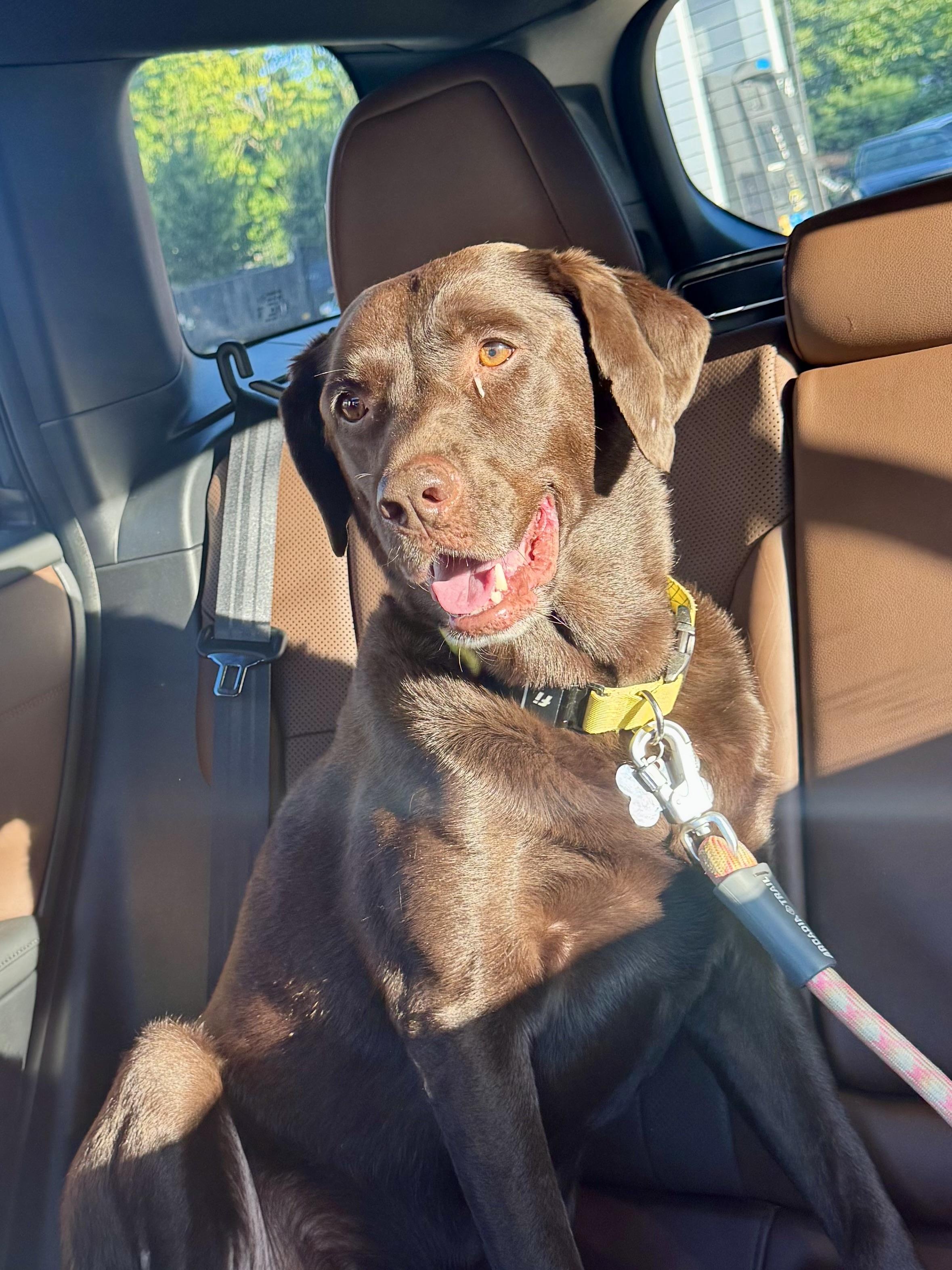 Coco, Adoptable, Adult Female Chocolate Labrador Retriever.