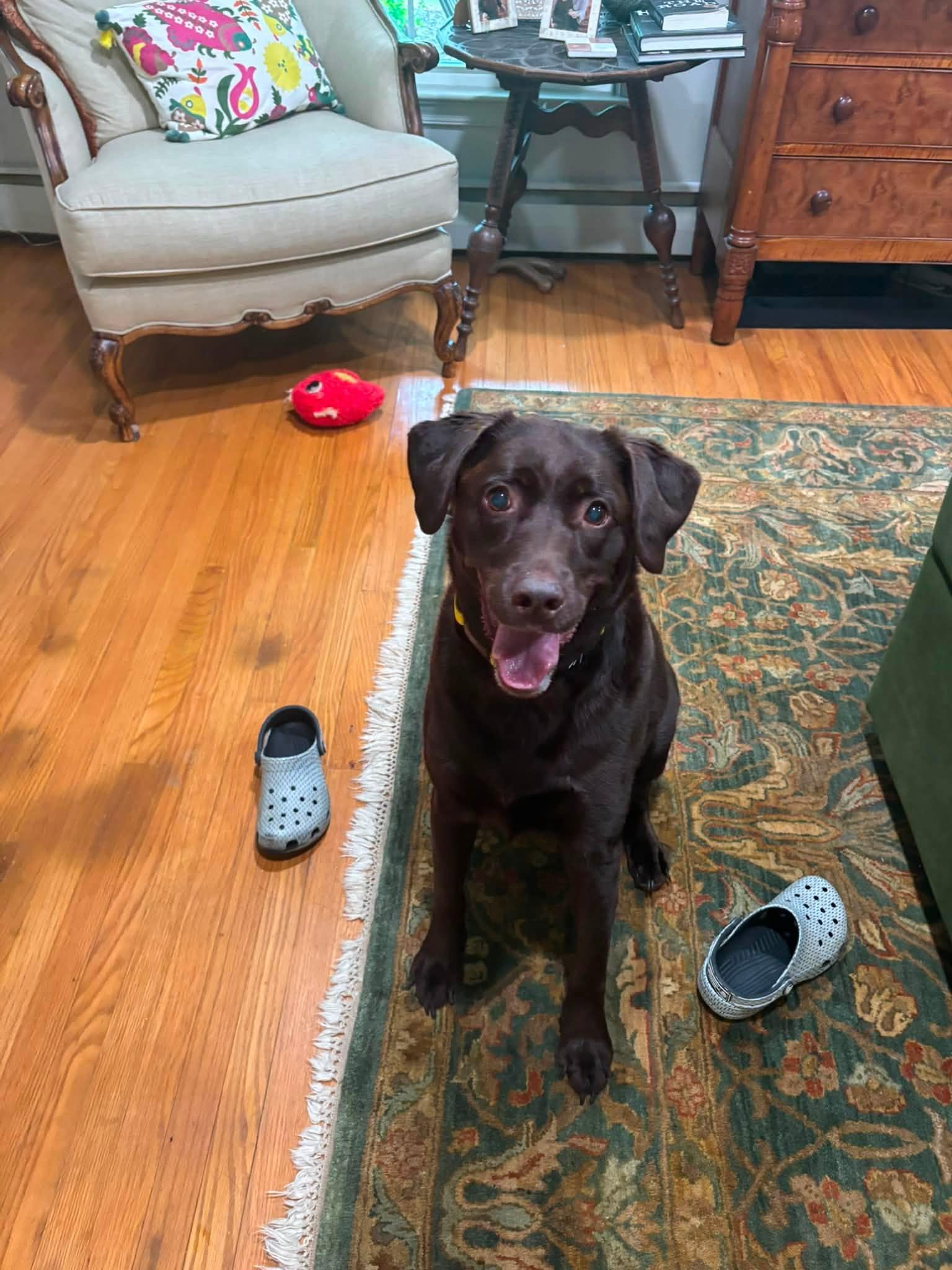 Enlarge Coco, a ADOPTABLE Chocolate Labrador Retriever in Warrington, PA image 2/2