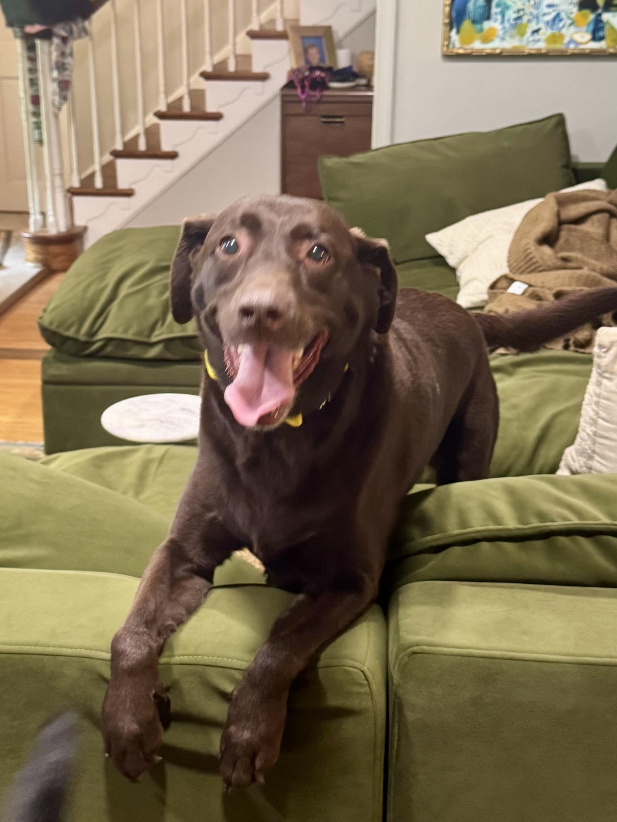 Enlarge Coco, a Adoptable Chocolate Labrador Retriever in Warrington, PA image 3/3