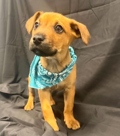 Enlarge Lipton, a Adoptable mixed breed in Columbus, OH image 1/1
