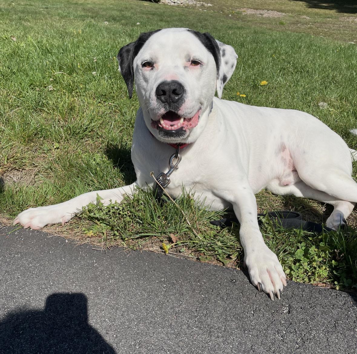Enlarge Henry, a Adoptable mixed breed in Pembroke, MA image 4/6