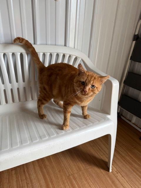 Mufasa — thumbnail 2