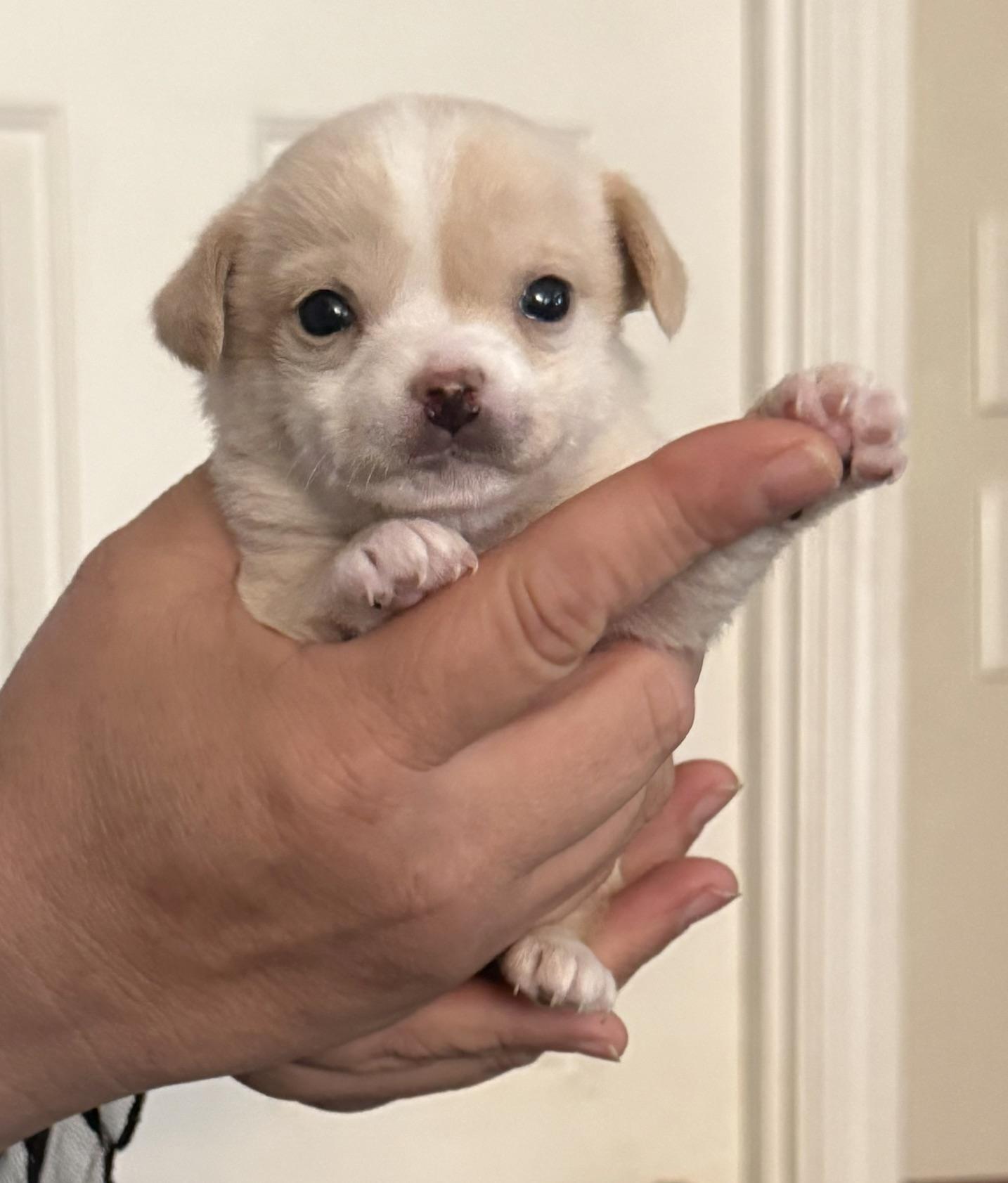 Enlarge Sheila, a ADOPTABLE mixed breed in Santa Maria, CA image 1/1