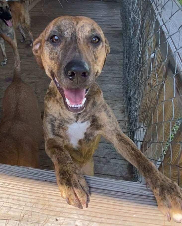 Aurora, Adoptable, Puppy Female Black Mouth Cur.