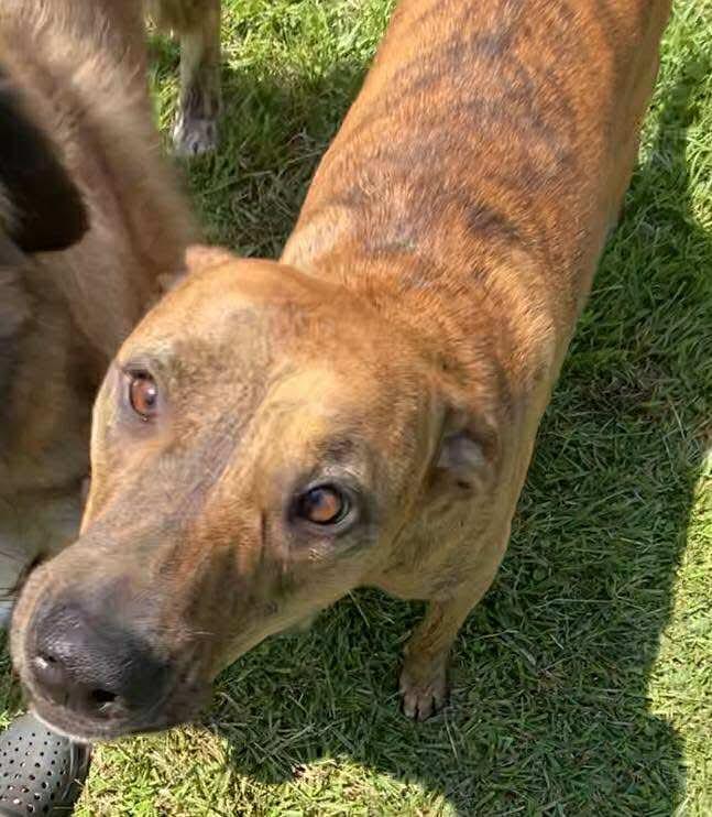 Aurora, a Adoptable Black Mouth Cur in Ridgefield, CT image 2/3