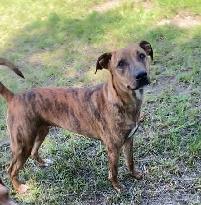Aurora, a Adoptable Black Mouth Cur in Ridgefield, CT image 3/3