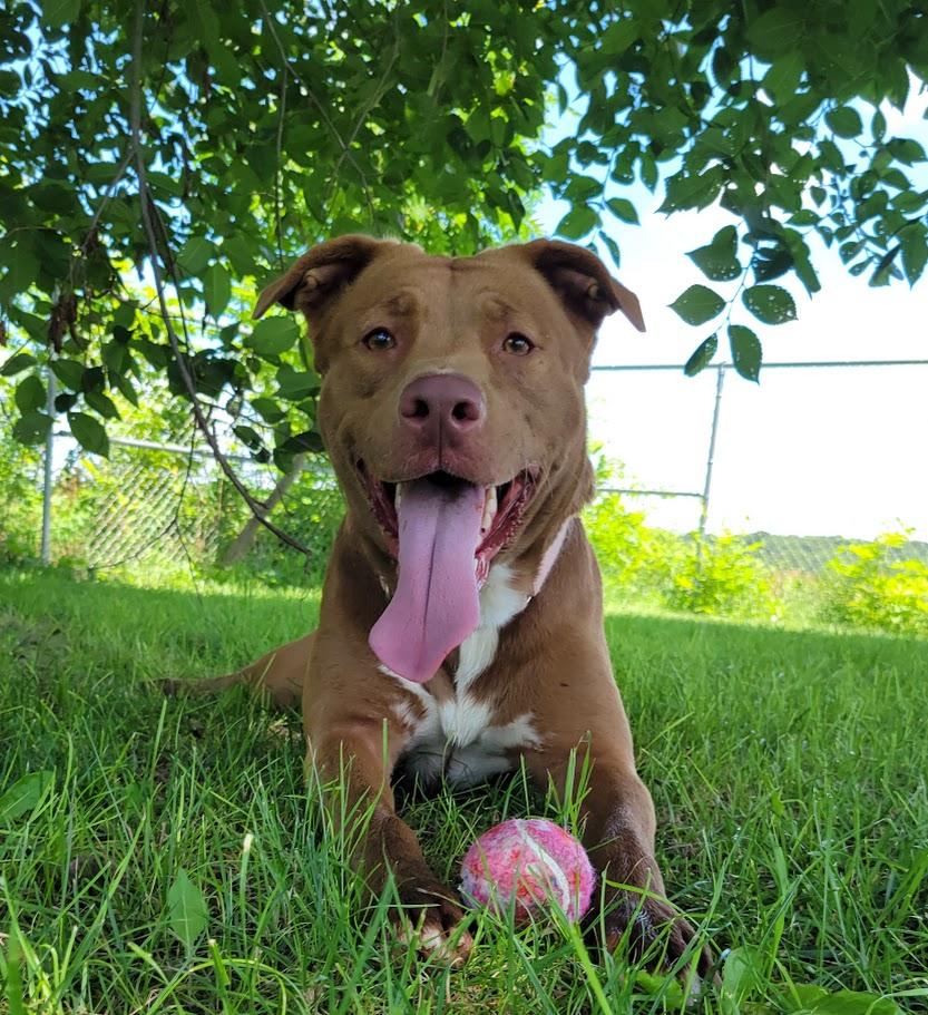 Tessa, ADOPTABLE, Adult Female Labrador Retriever & Pit Bull Terrier.